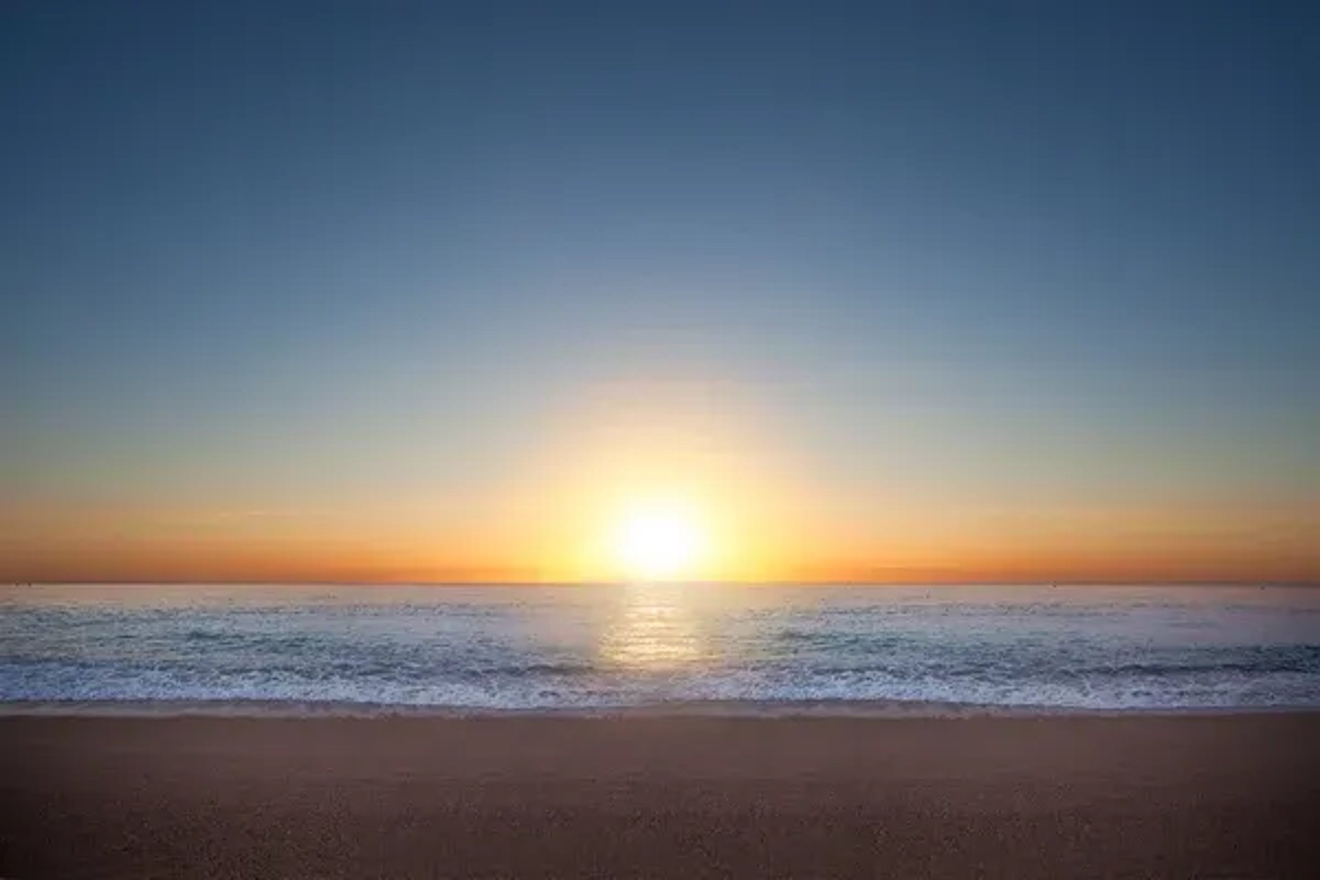 focus photography of brown plants