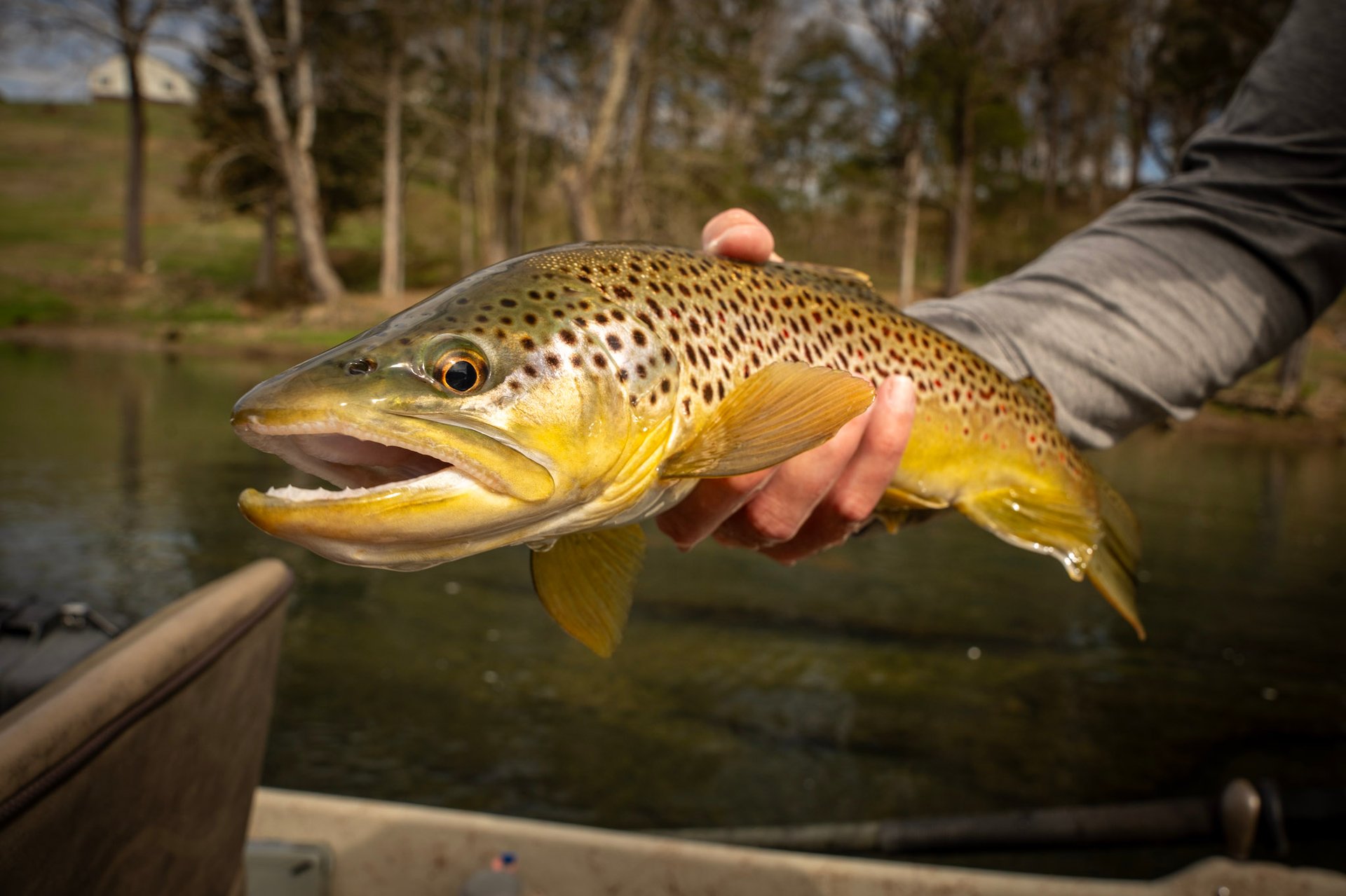 trophy brown trout on the South Holston River in Tennessee