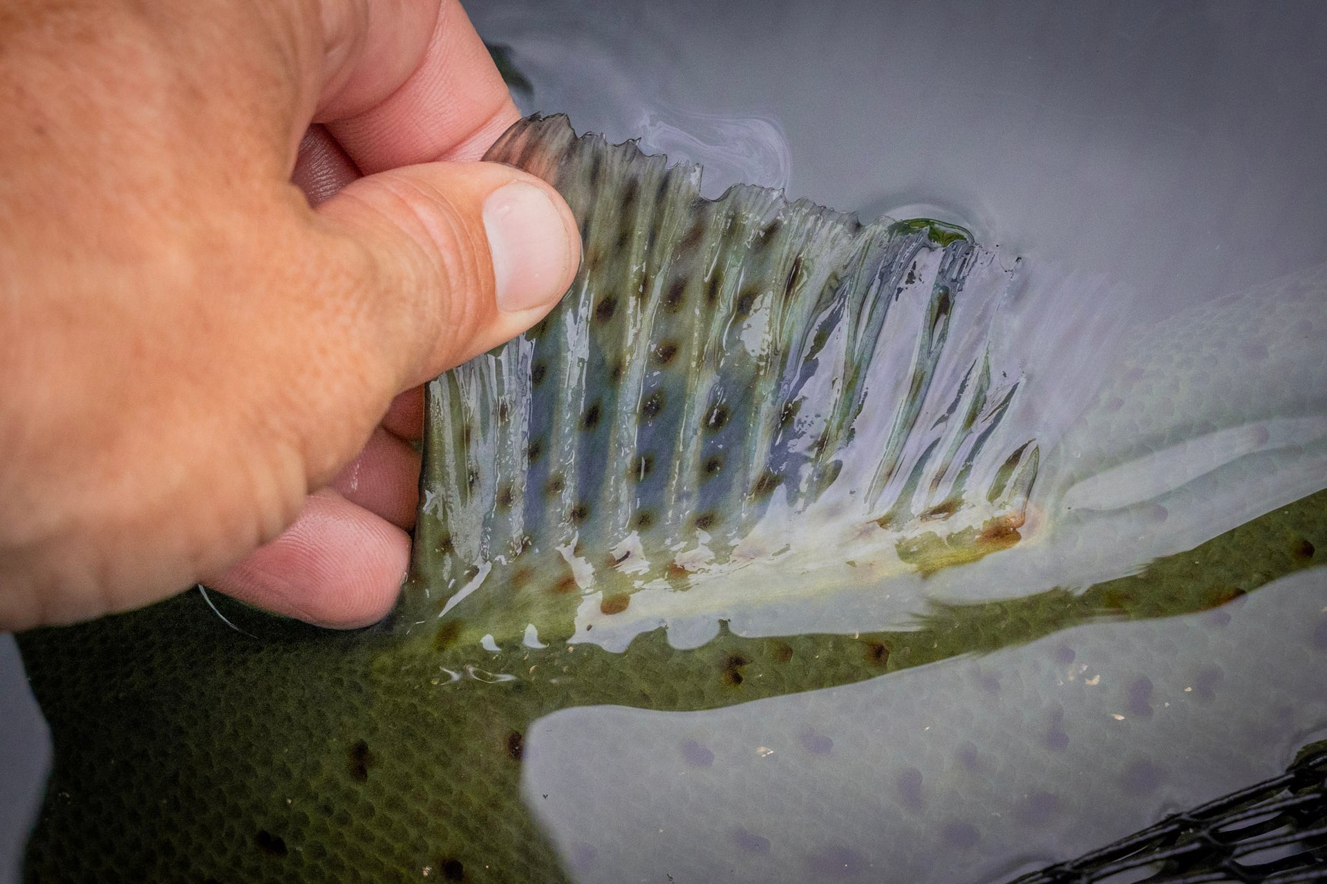 Bristol Tennessee Fly Fishing