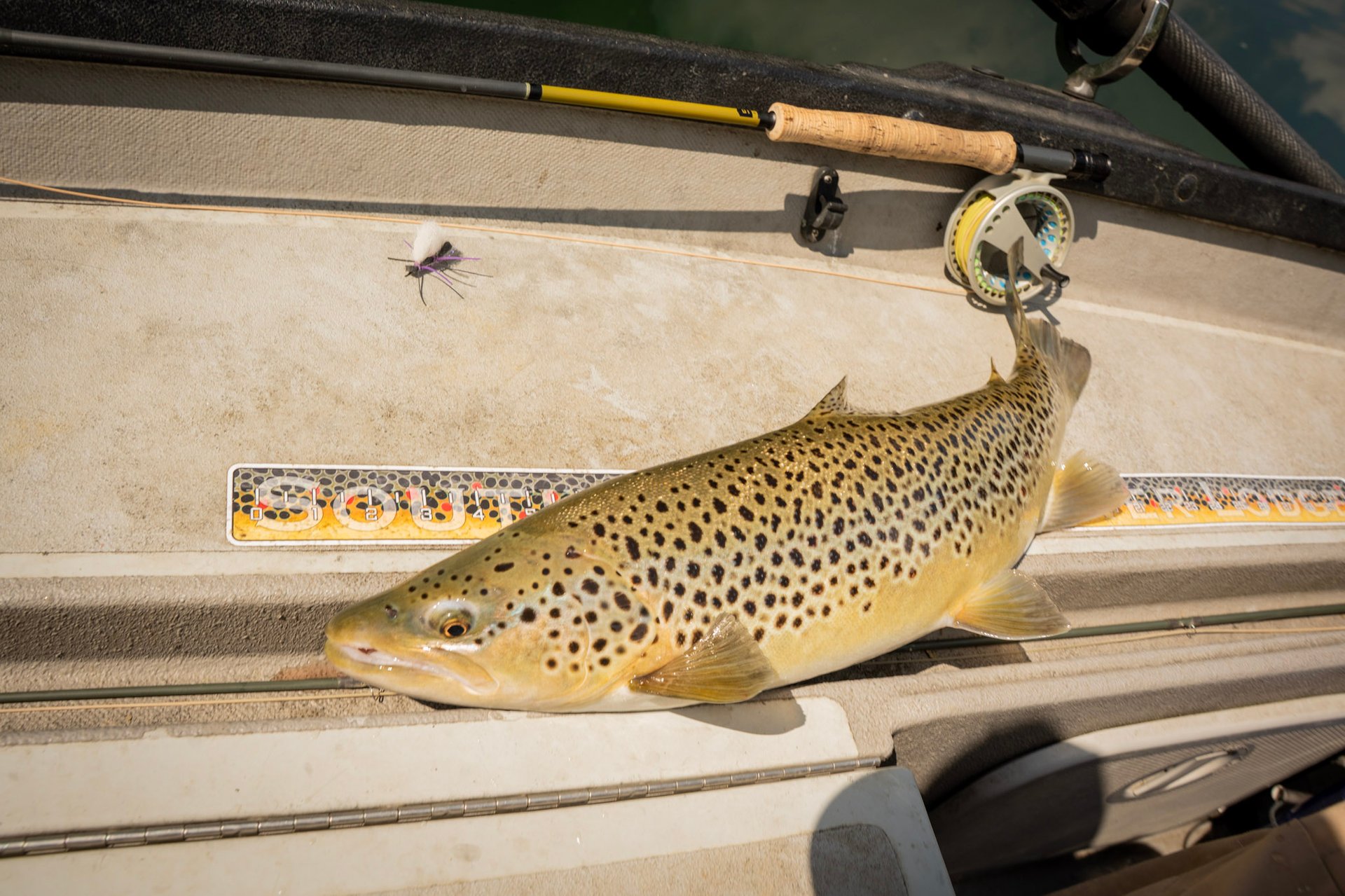 Dry Dropper Fly Fishing for Big Brown Trout Techniques