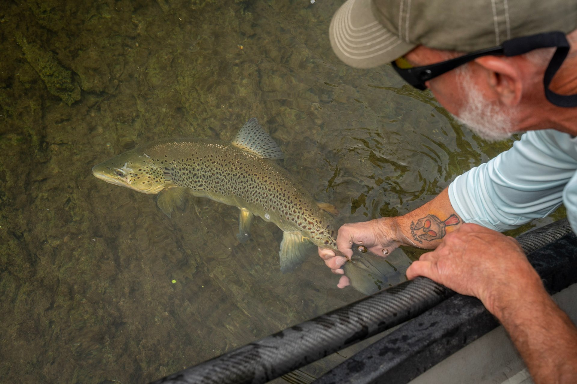 Wild Trout on the South Holston River