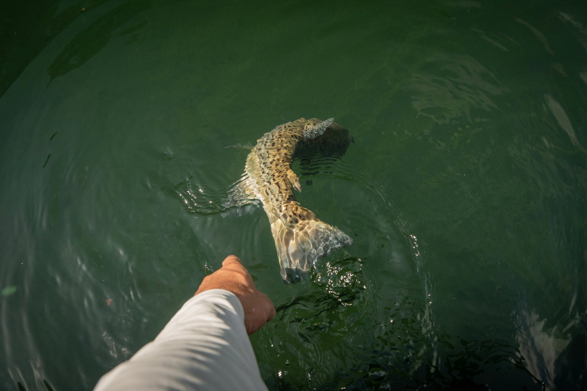 Catch and Release Fly Fishing