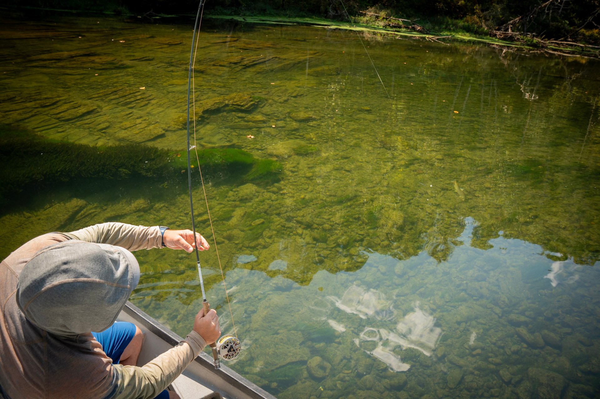Wild brown trout in Tennessee 