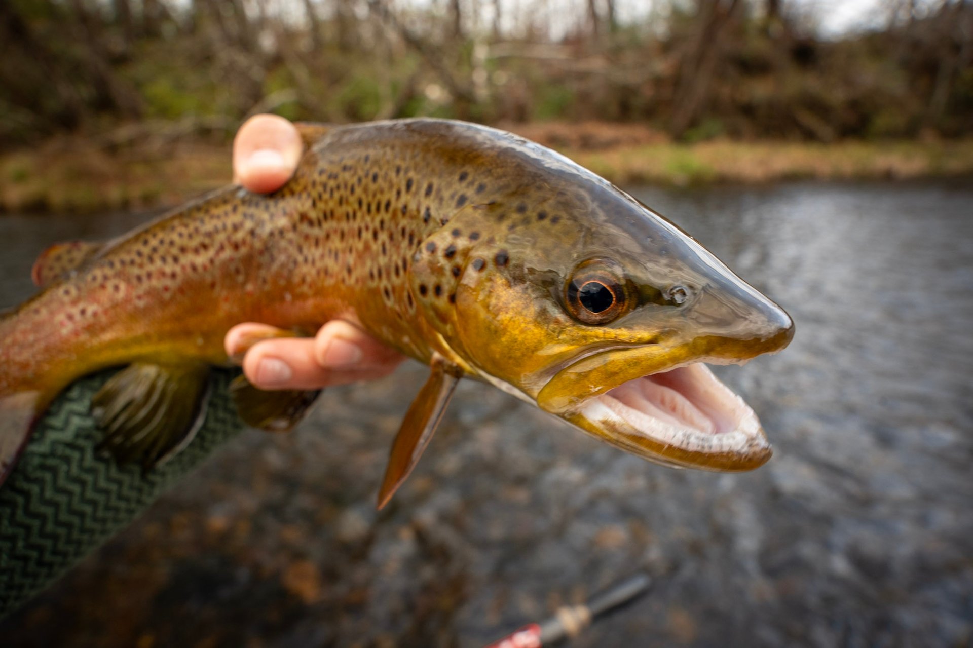 Wild brown trout in Tennessee 