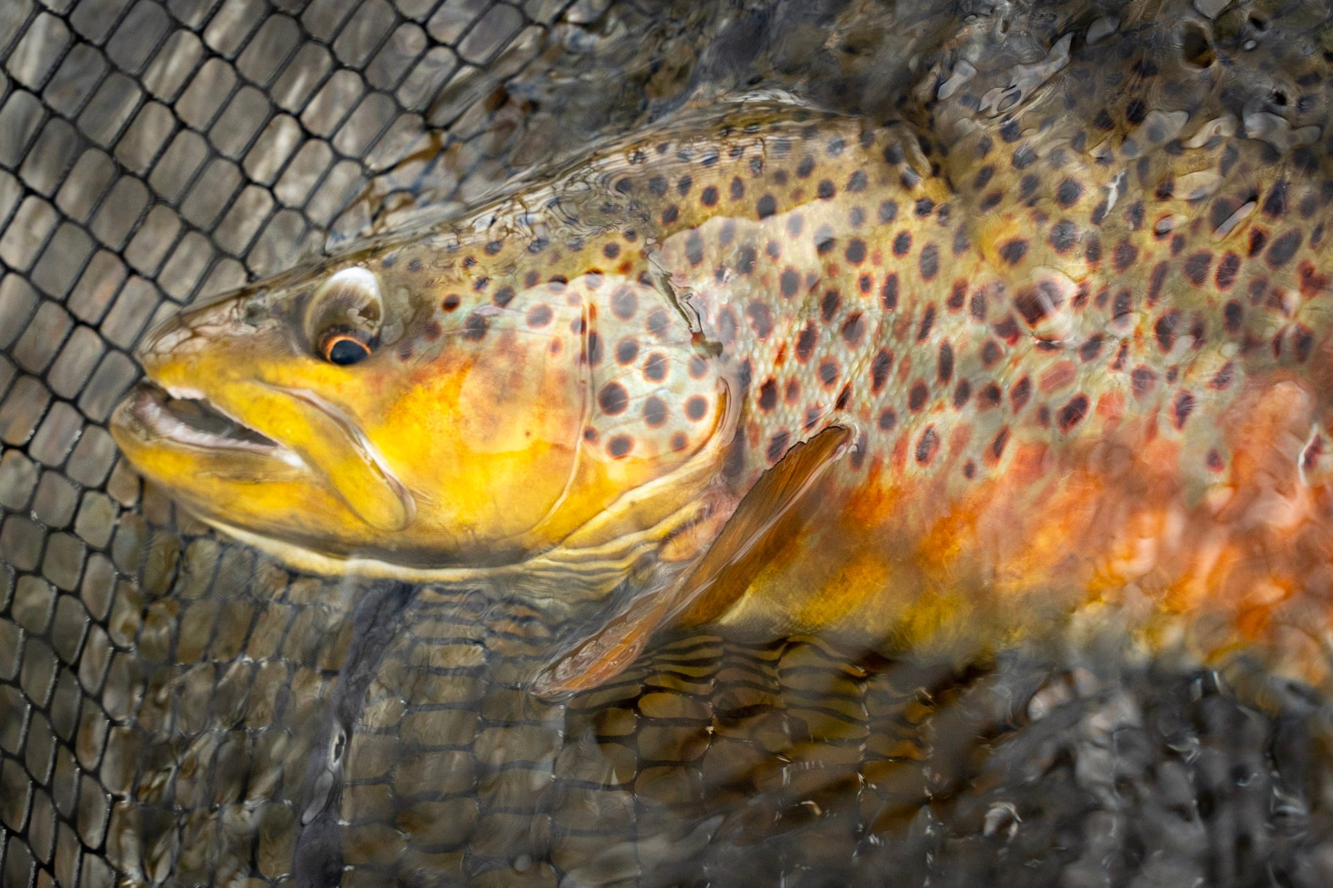 Stunning brown trout from the Watauga River showing off its fall colors.