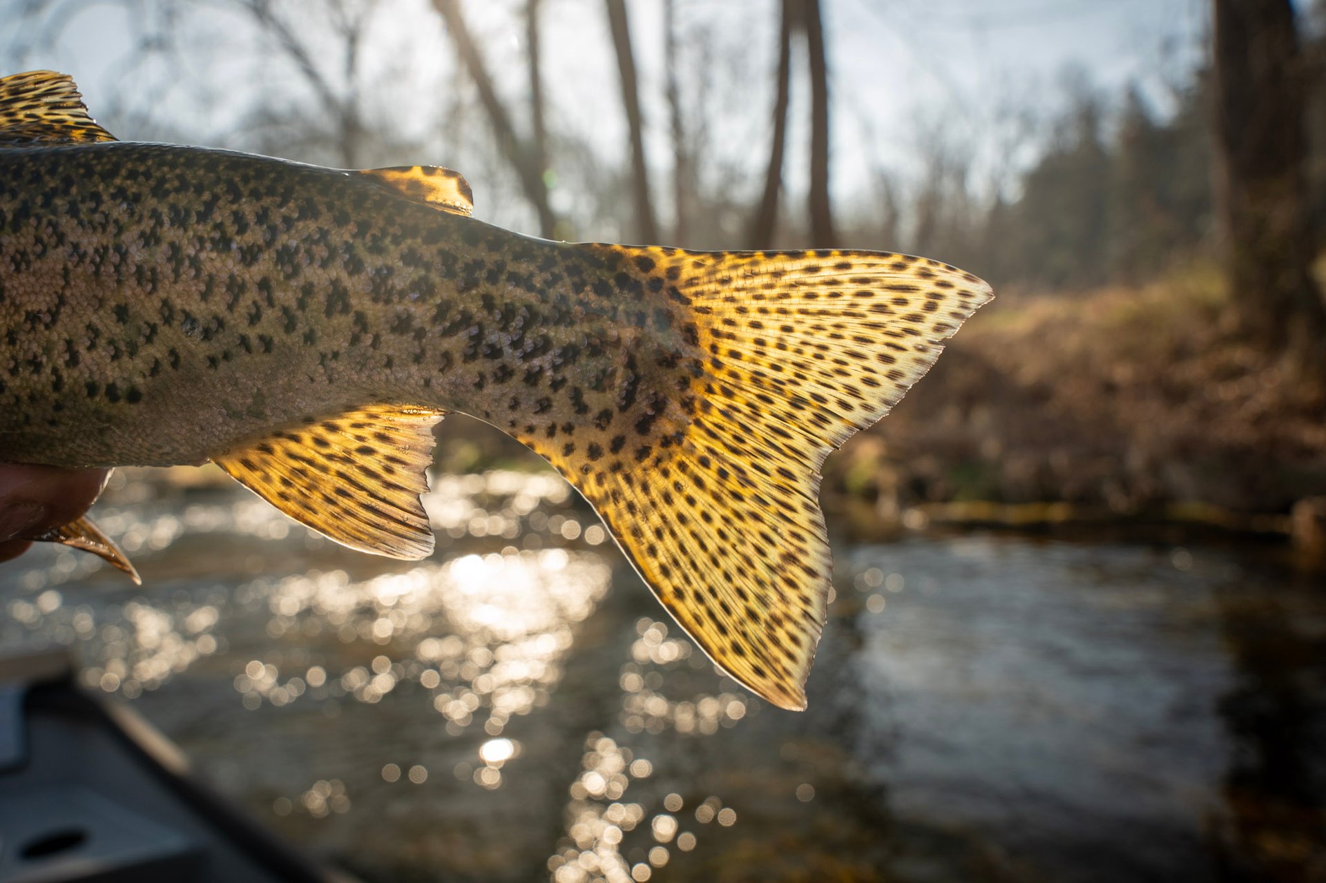 March fly fishing report: Watauga River