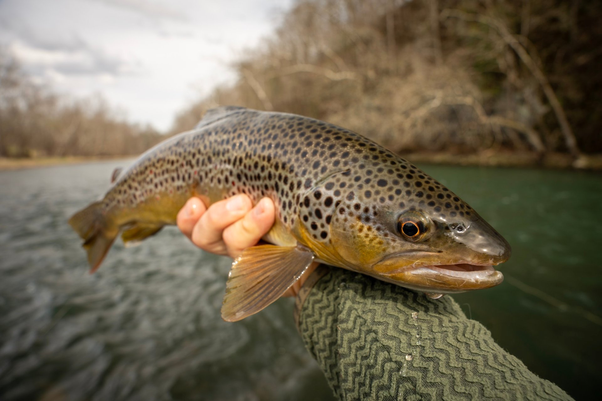 Wild Trout on the South Holston River