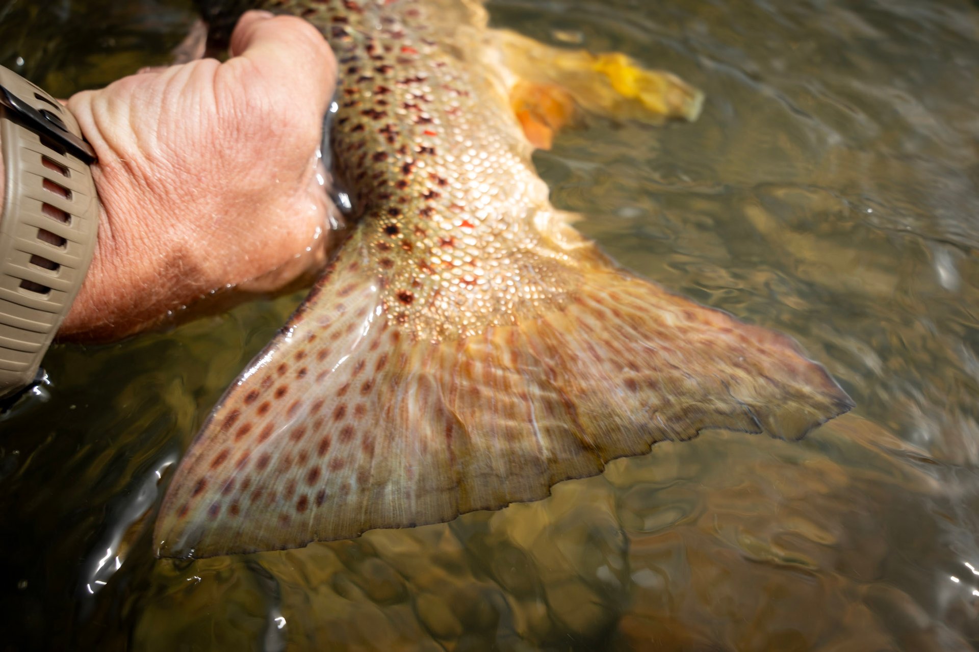 Big Brown Trout United States