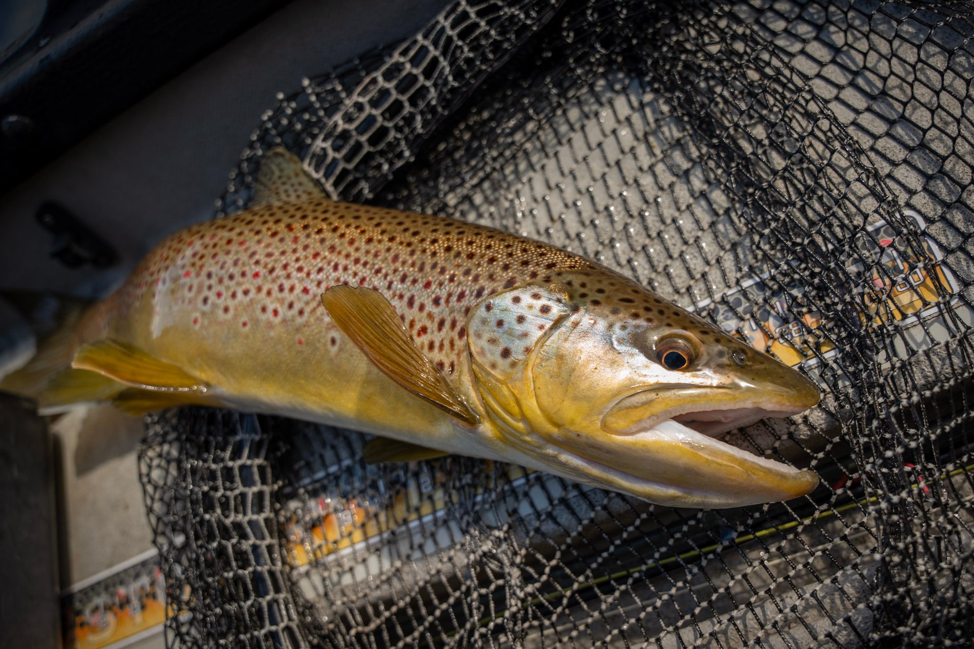 Brown Trout Tennessee