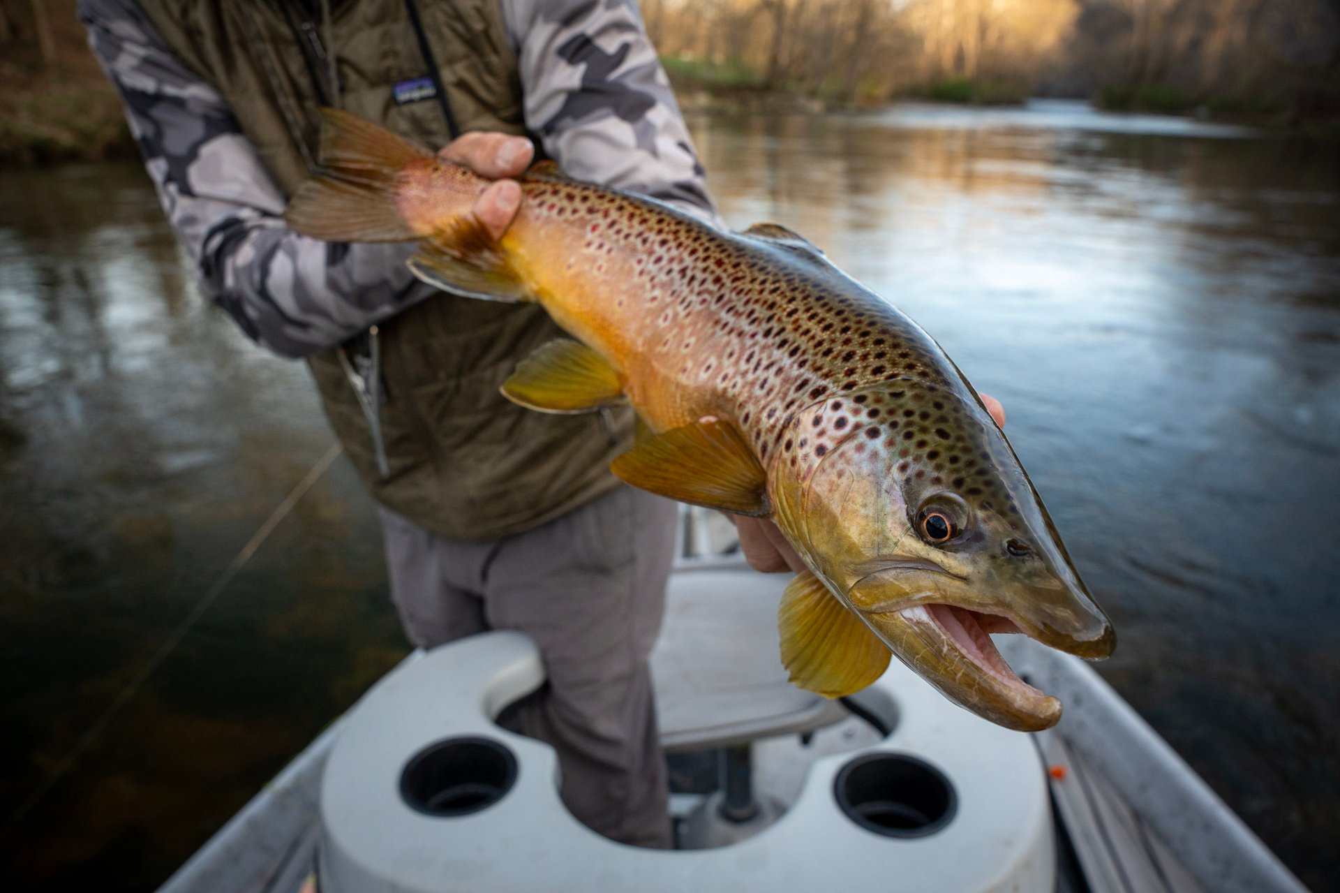 Watauga River Tennessee Big Brown Trout