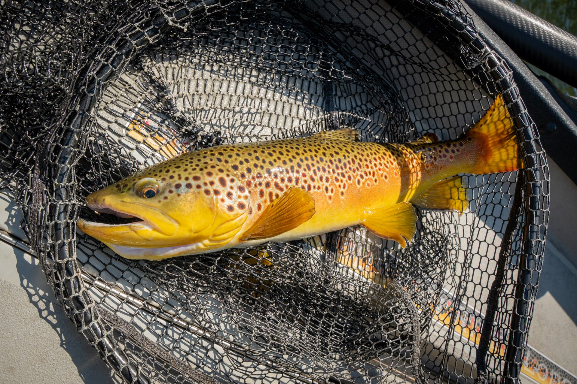 South Holston River Brown Trout May 2026