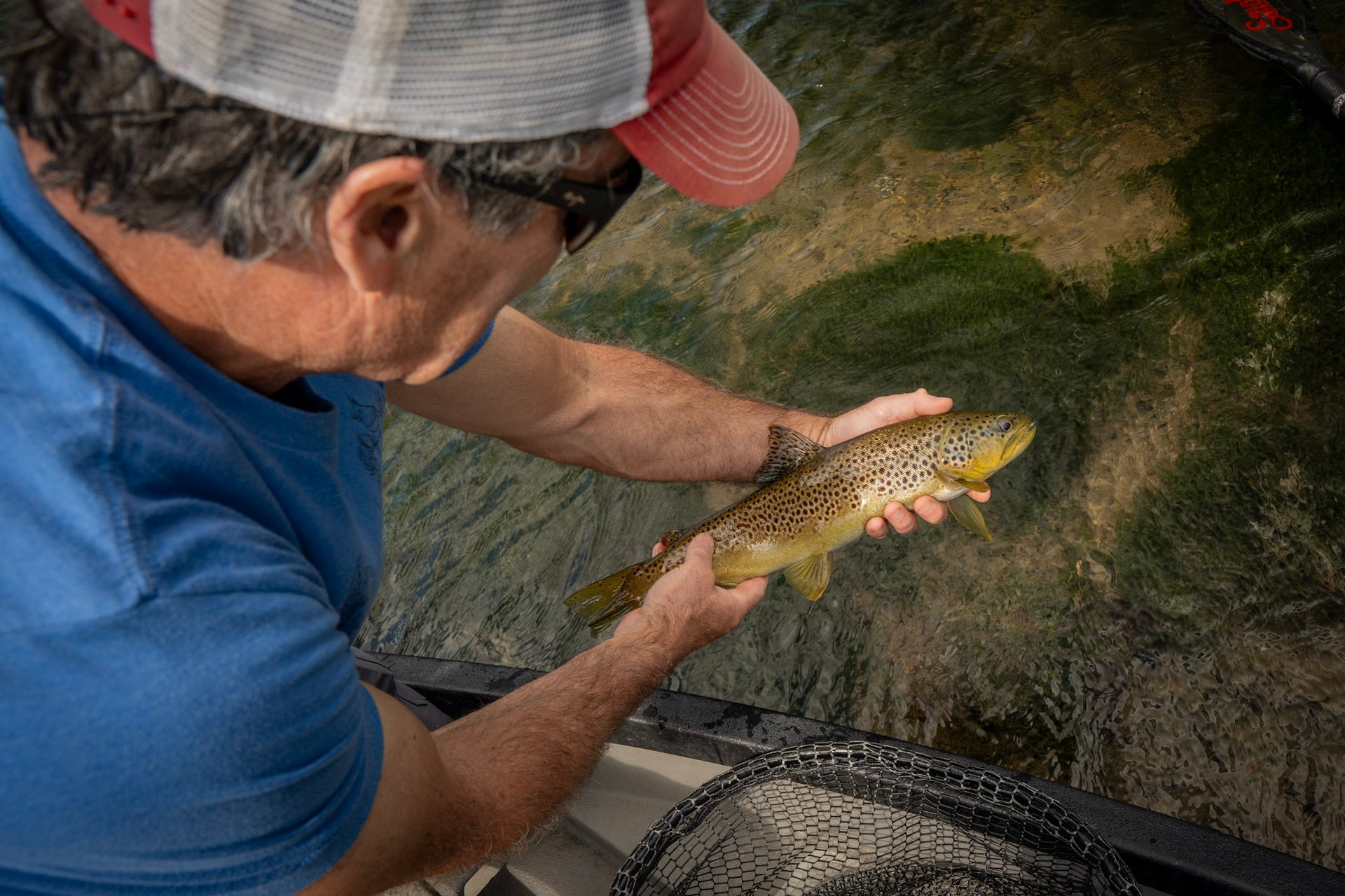 Wild Trout on the South Holston River