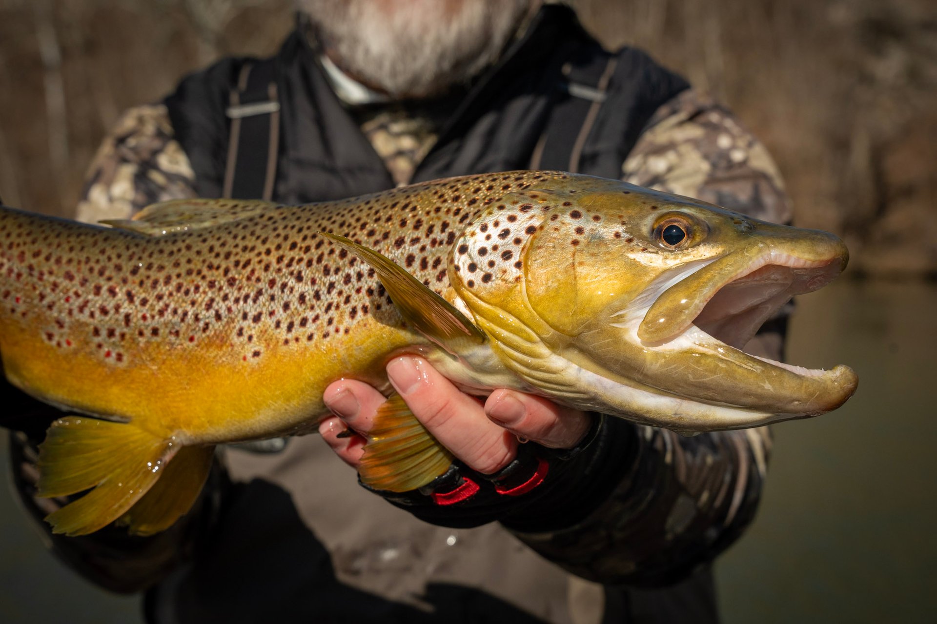 Watauga River Tennessee Brown Trout