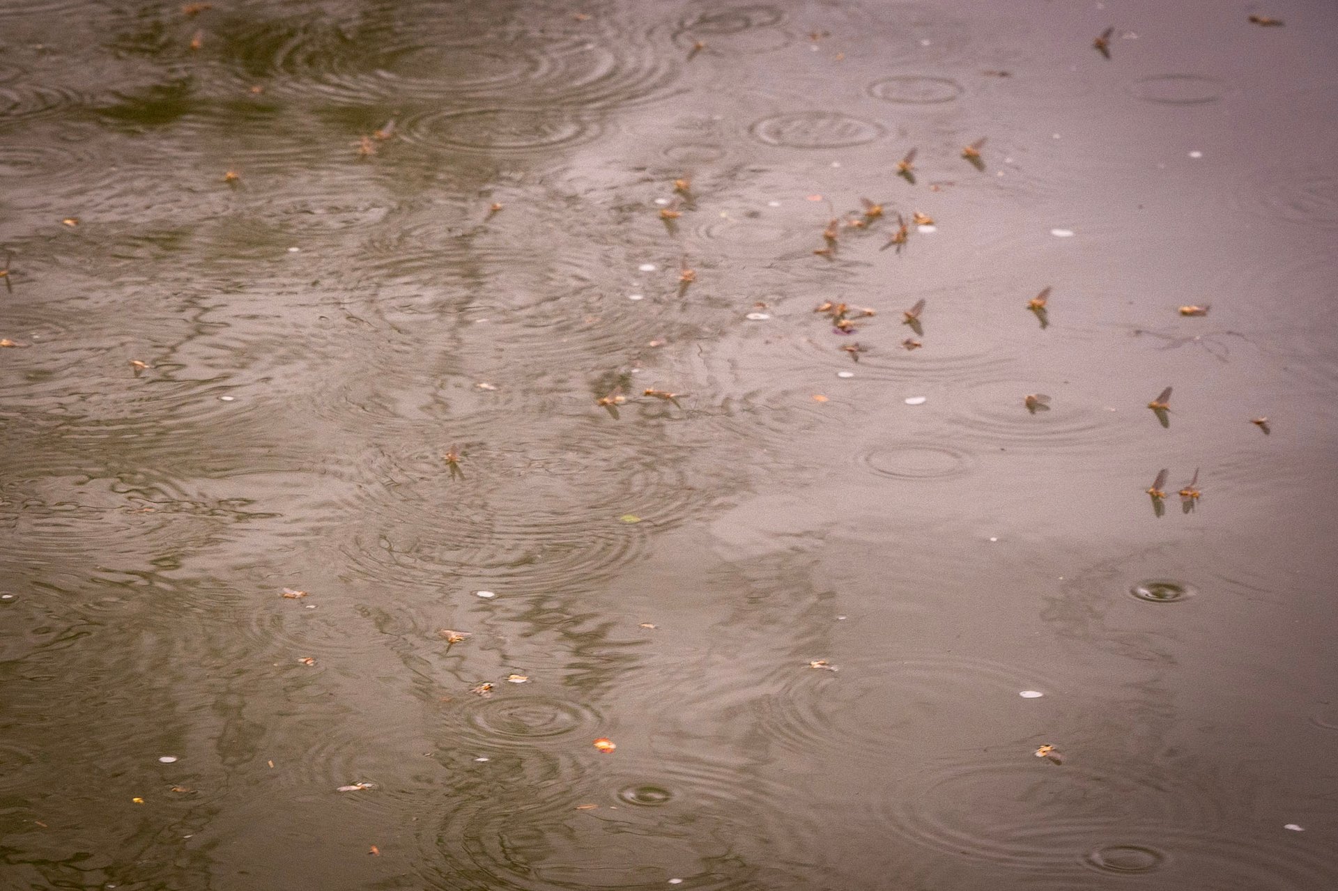 Father and son catch a big rainbow while floating the Watauga River.