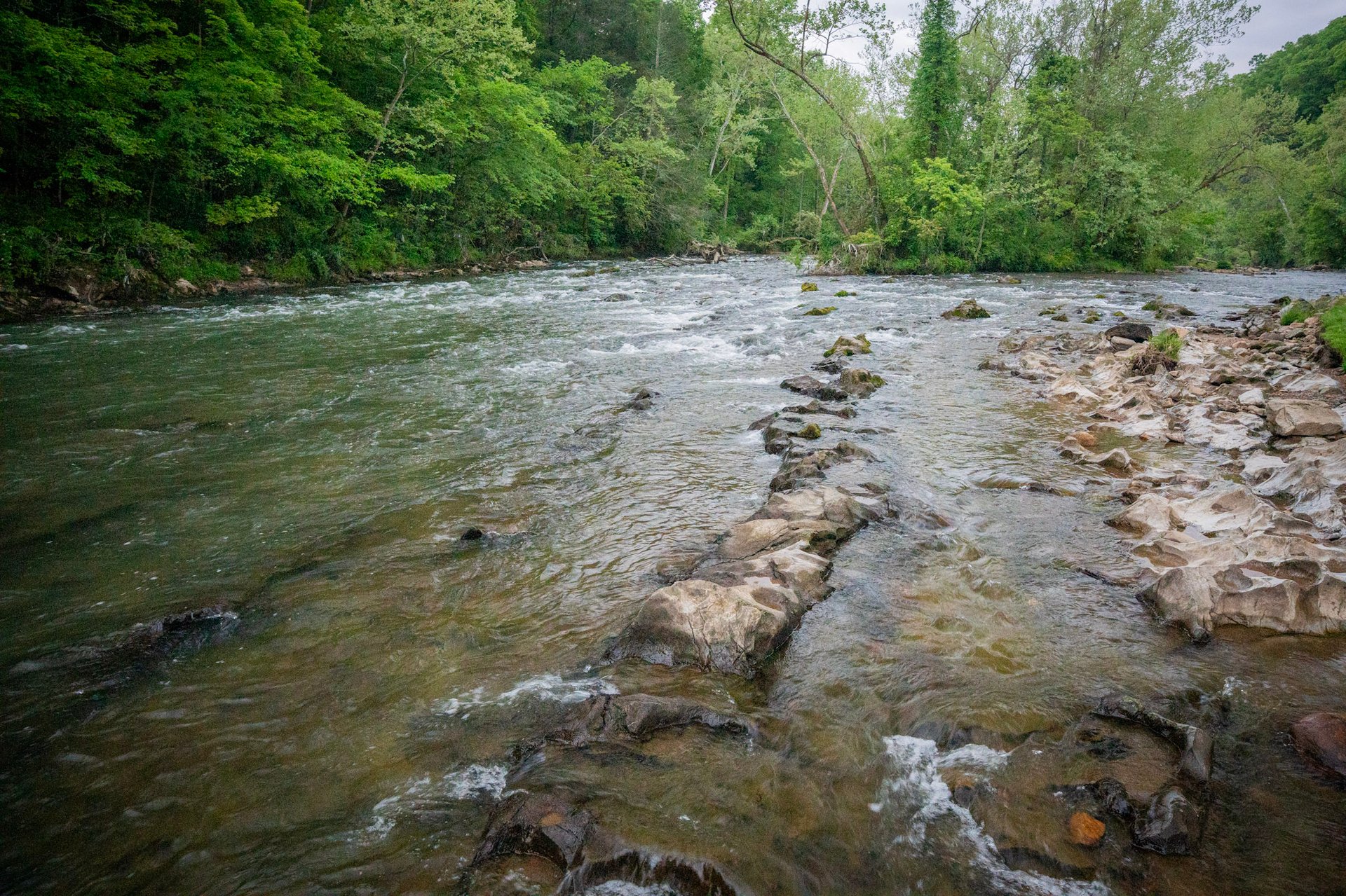 The upper South Holston River in the summer.
