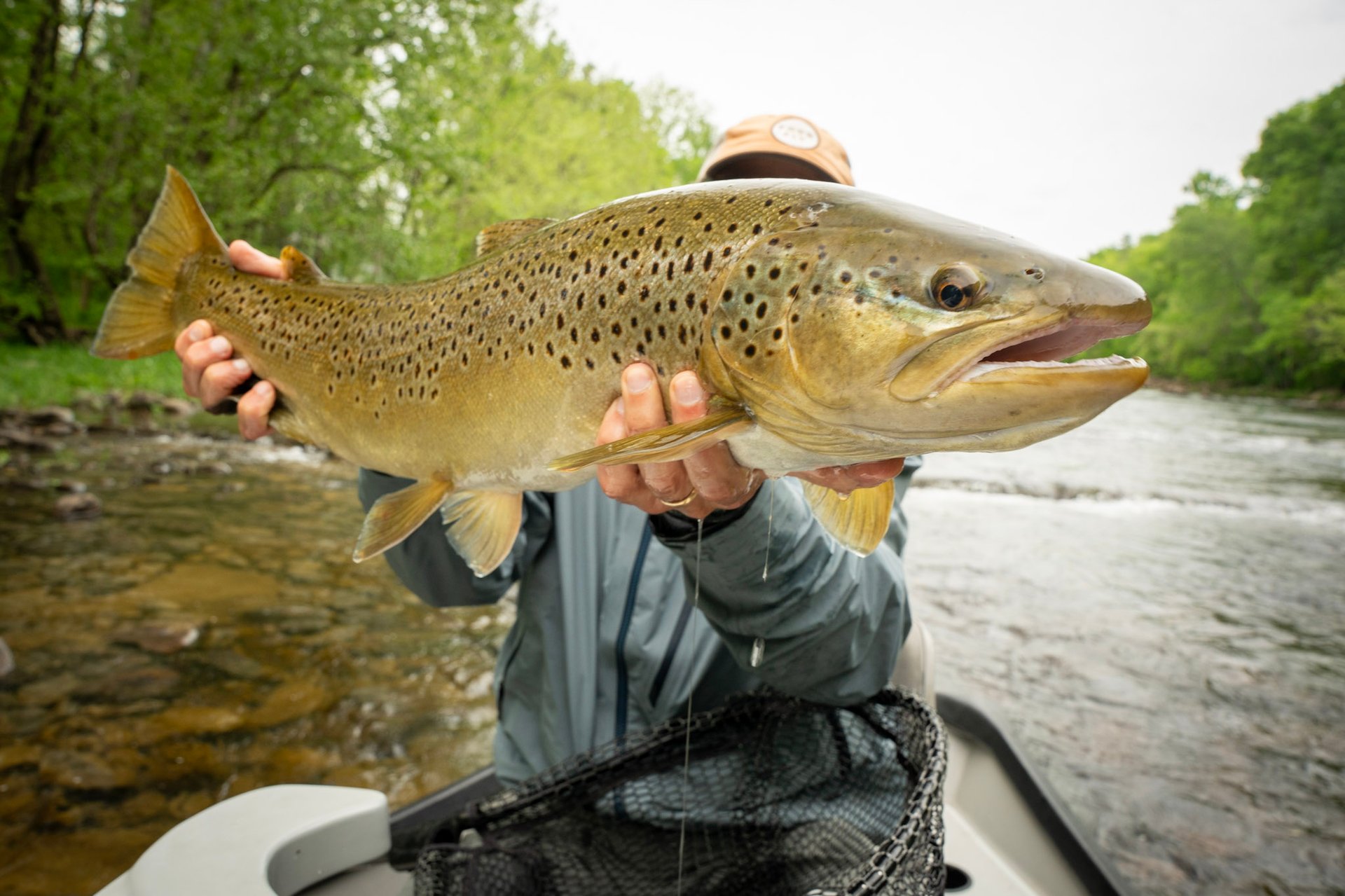 Huge South Holston River Brown Trout