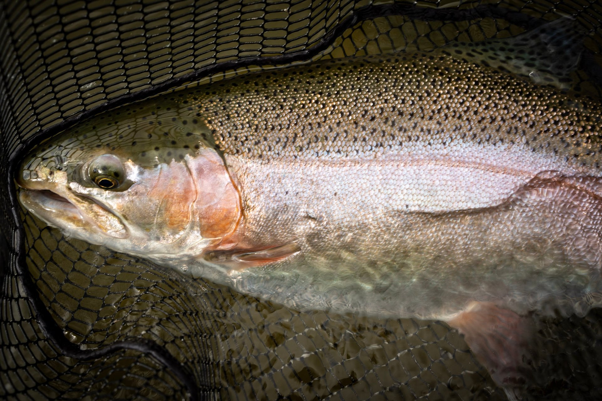 Huge South Holston River Rainbow Trout