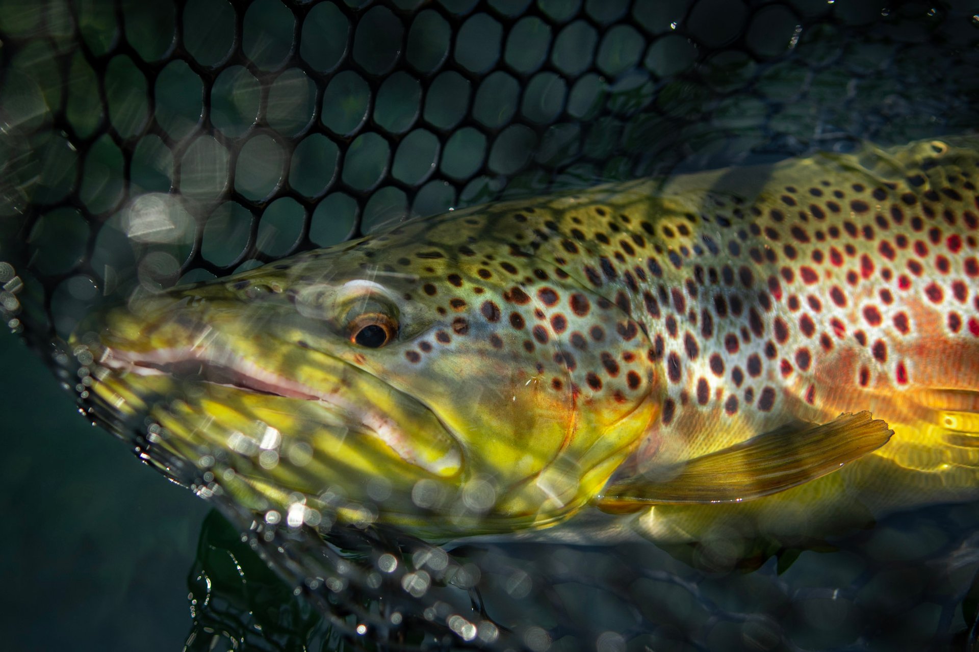 South Holston River Brown Trout