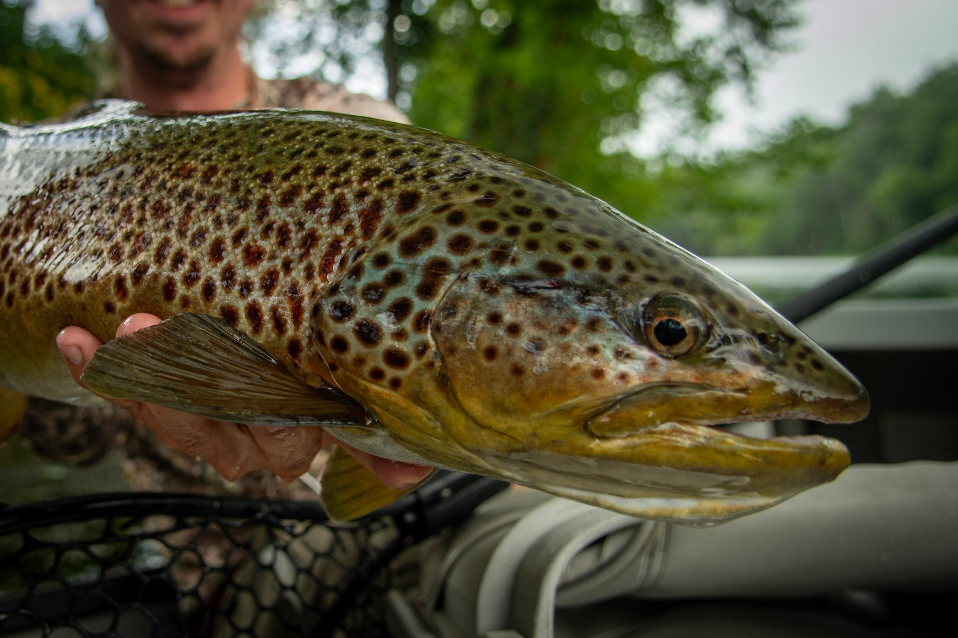 The close up photo of a brown trouts face.