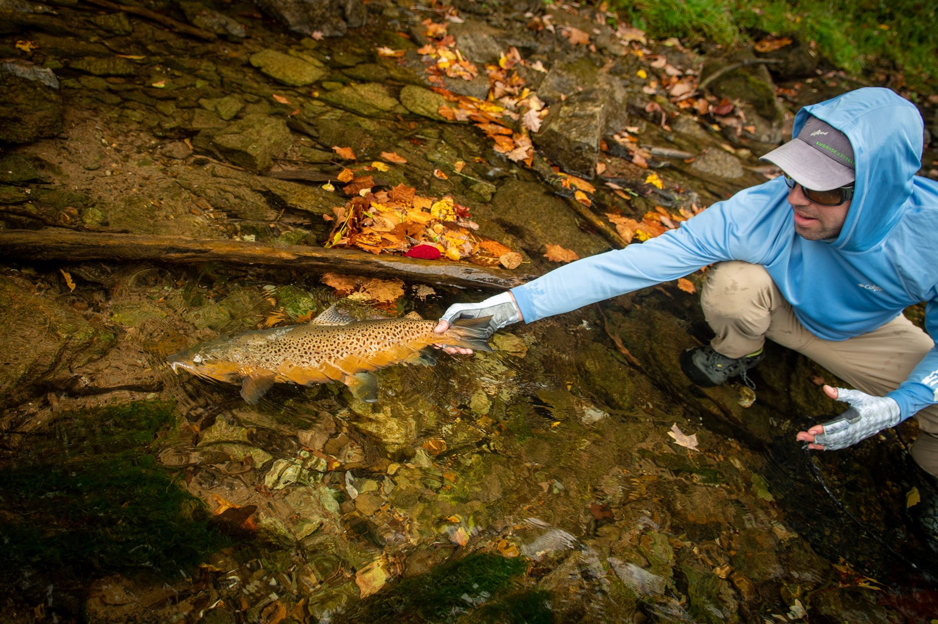 October Brown Trout Fly Fishing on the South Holston River