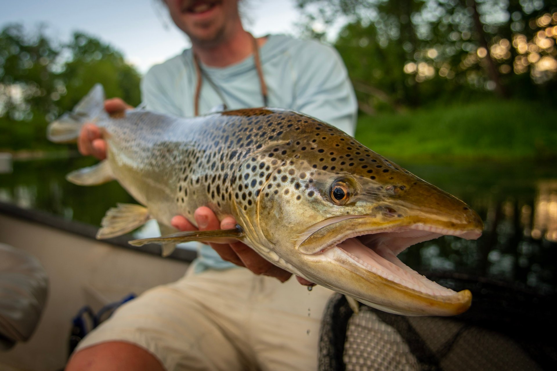 Huge South Holston River Brown trout.