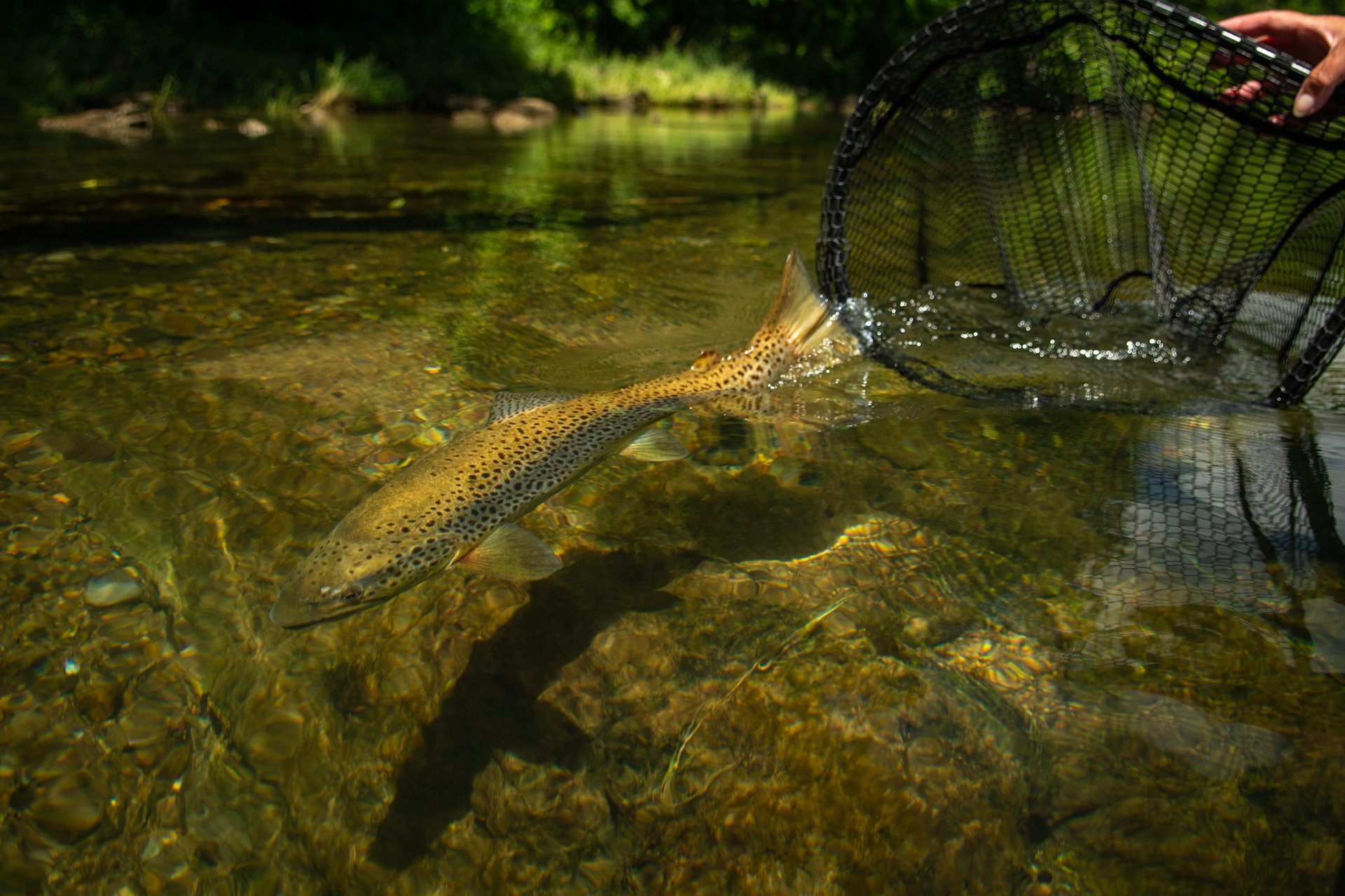 Catch and Release on the South Holston River