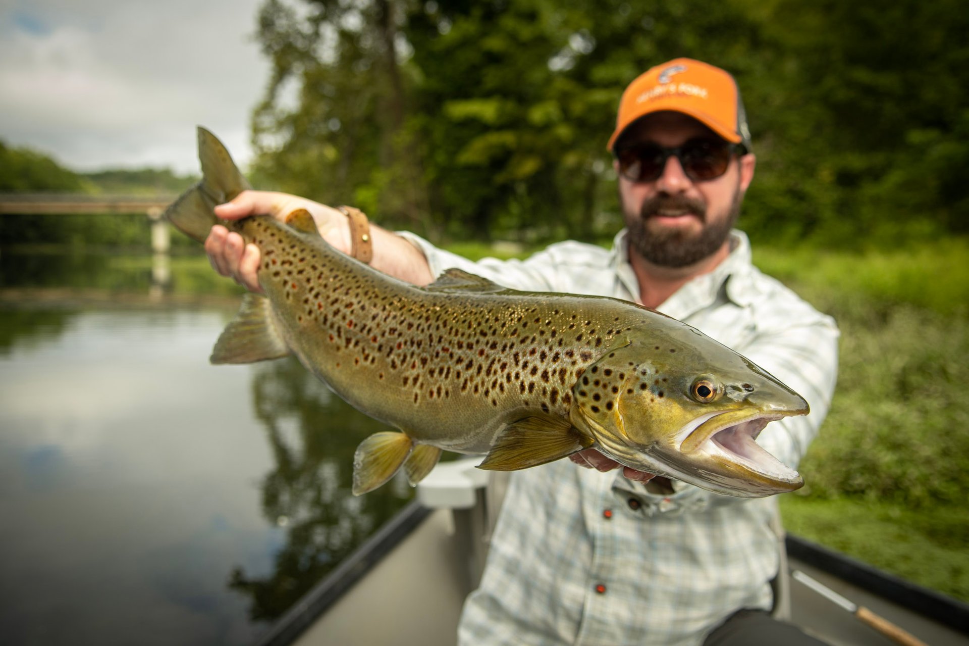 Stunning brown trout in Tennessee. 