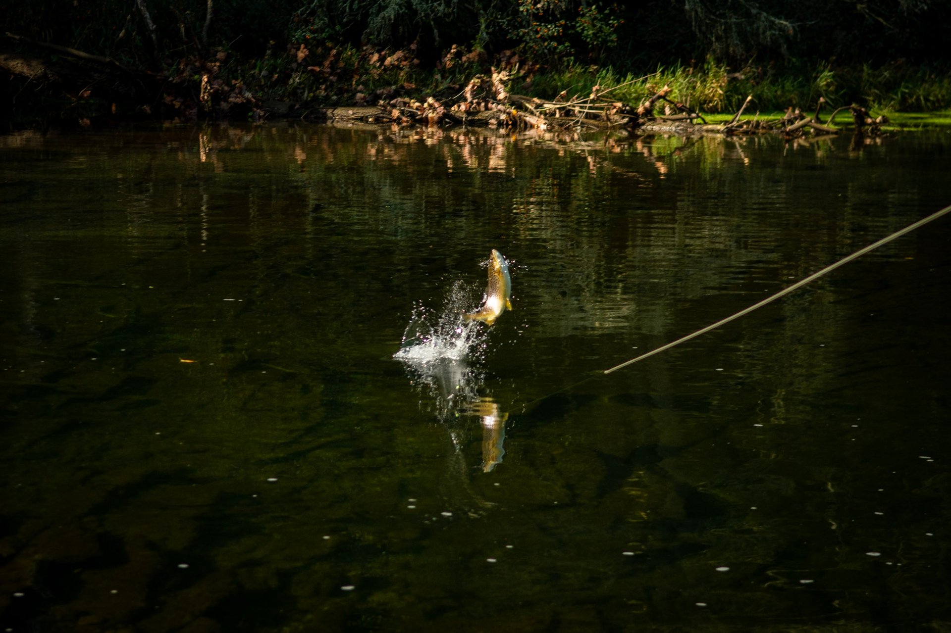 Brown trout jumping. 