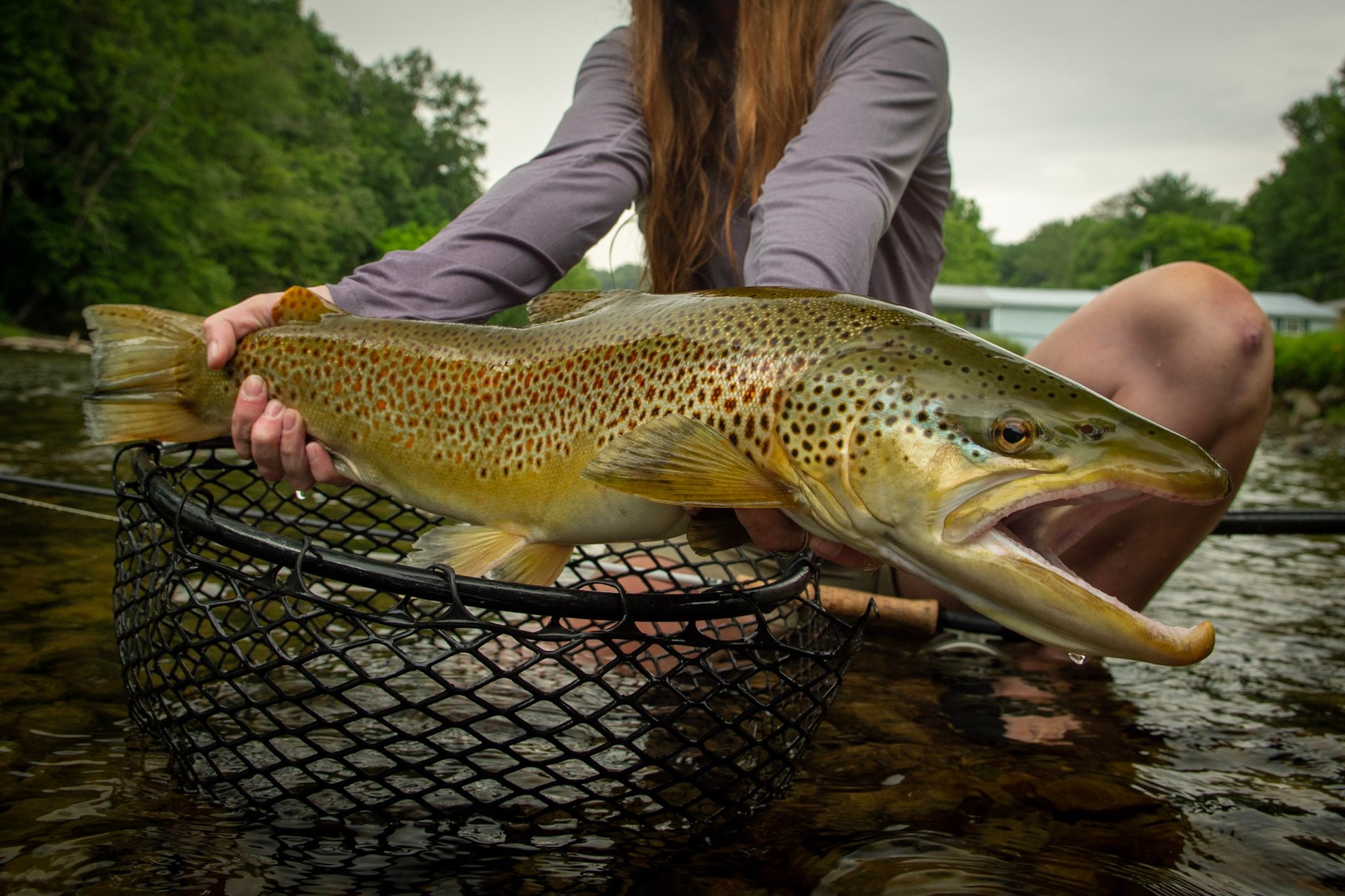 A huge South Holston brown trout. 