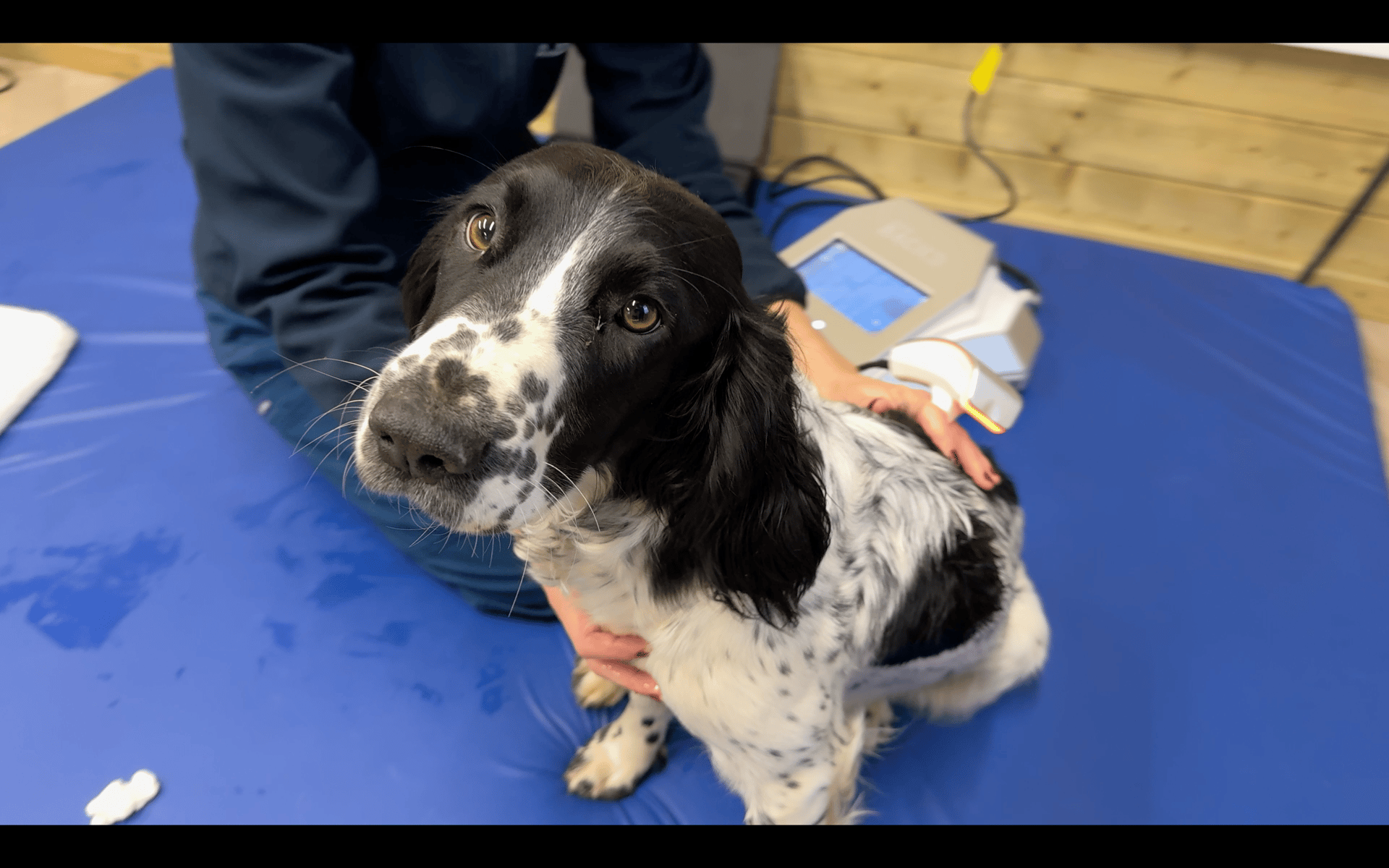 selective focus photography of white dog running on green grass