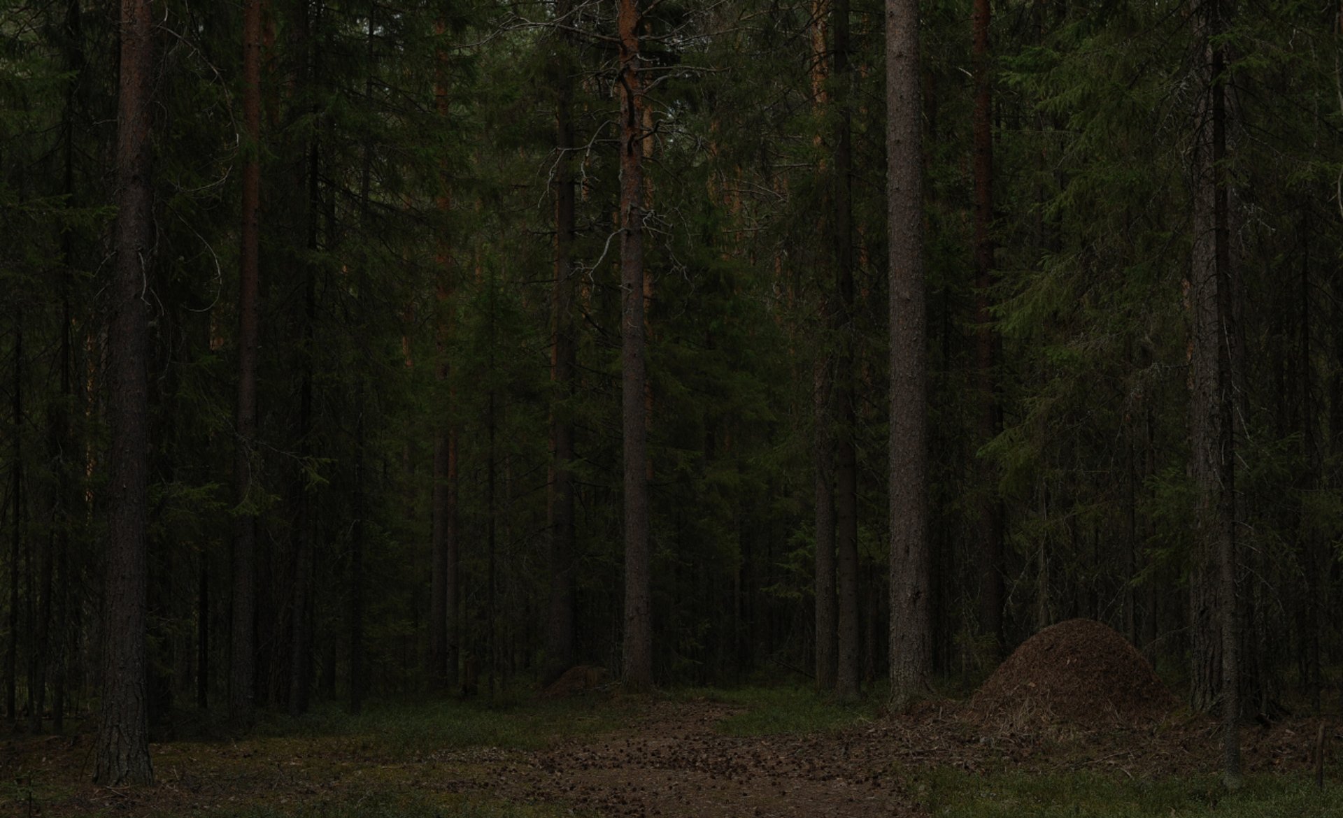 pine trees field near mountain under sunset