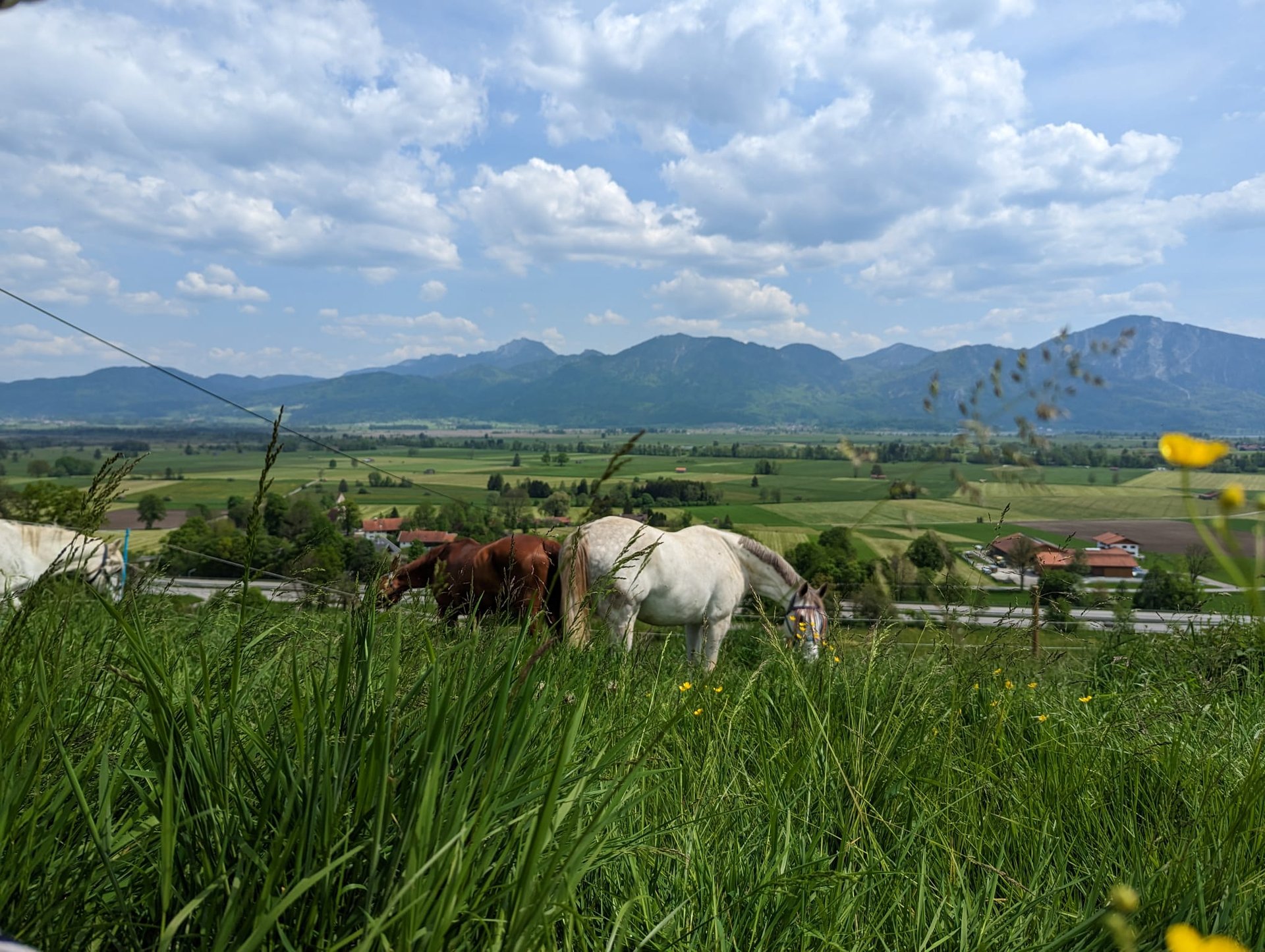black and brown leather padded tub sofa