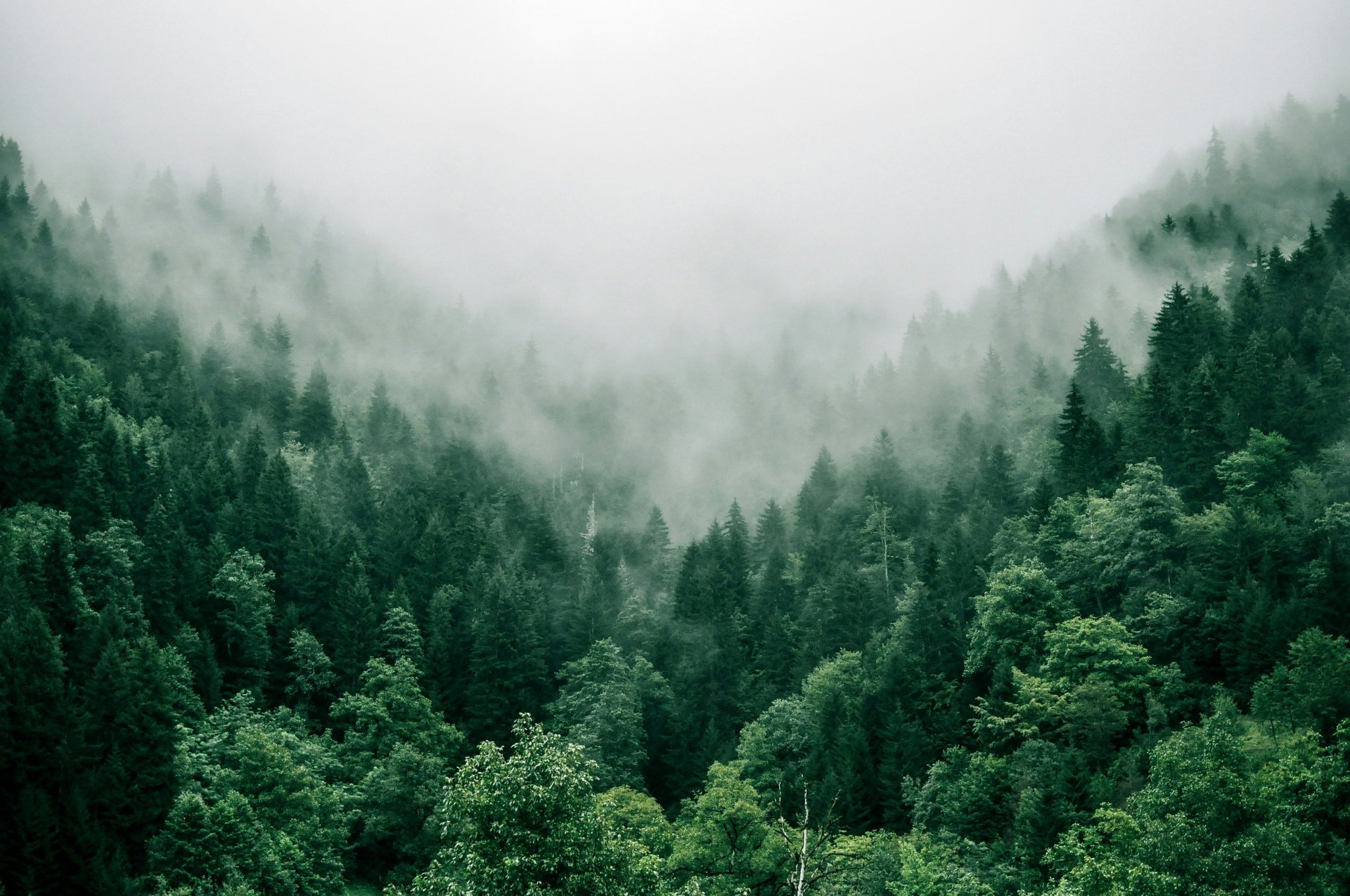 low angle of green leafed trees