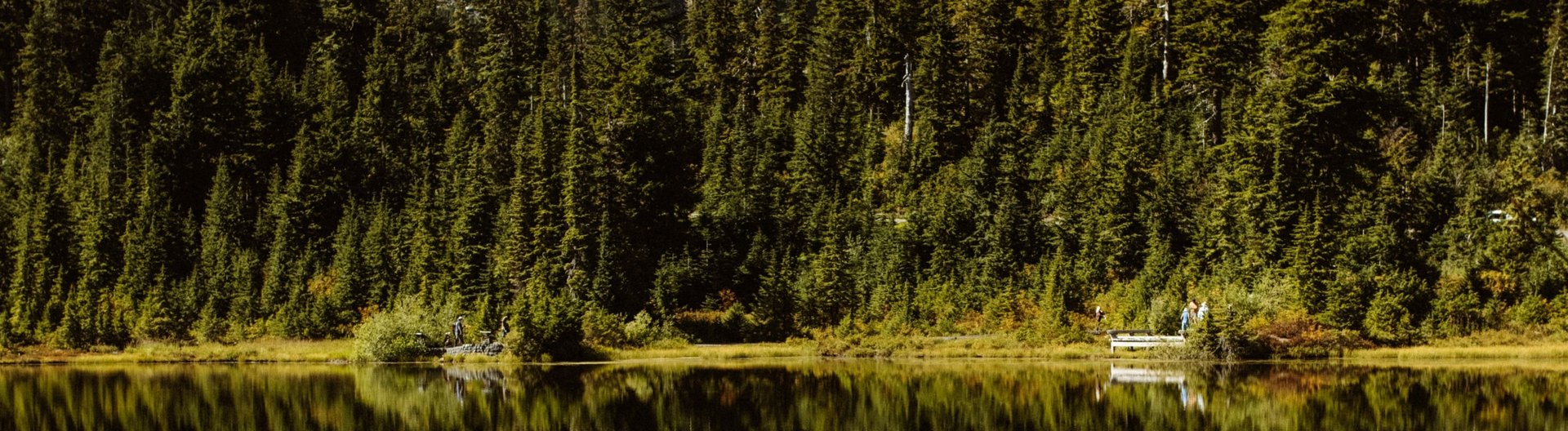 green trees near lake during daytime