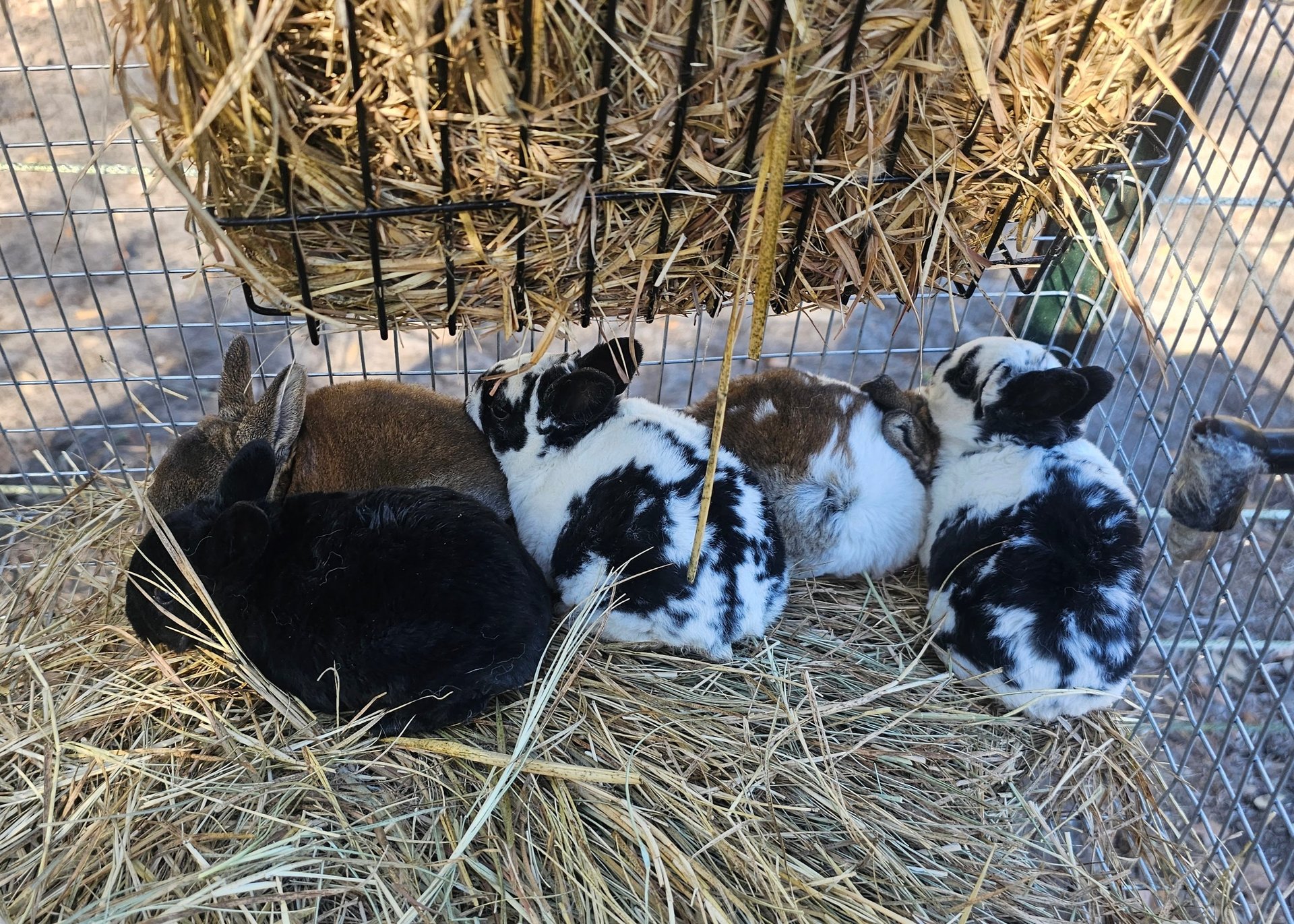 black and white bed linen