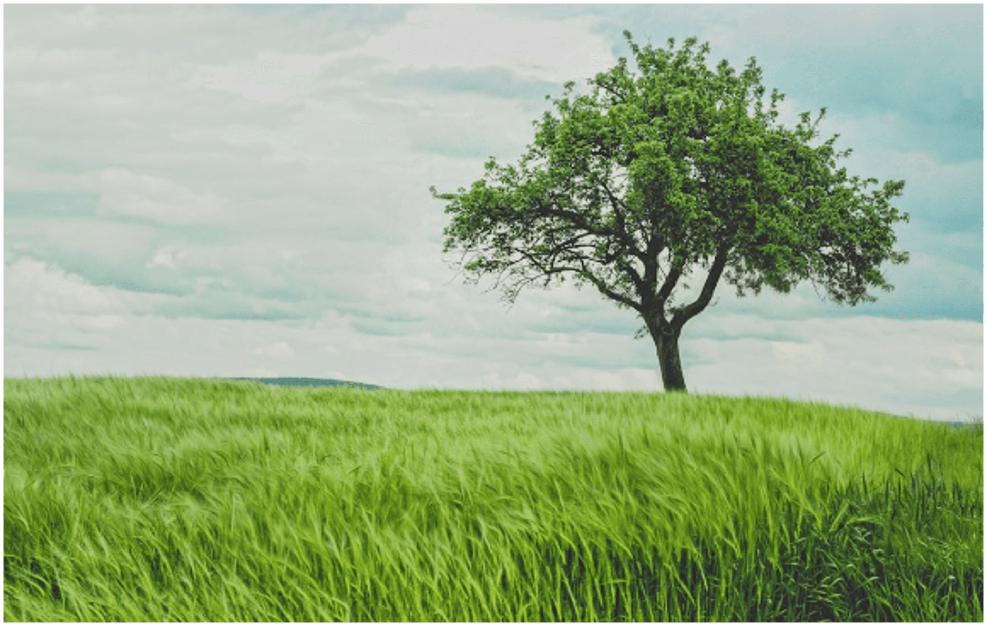 green leafed plants on white background