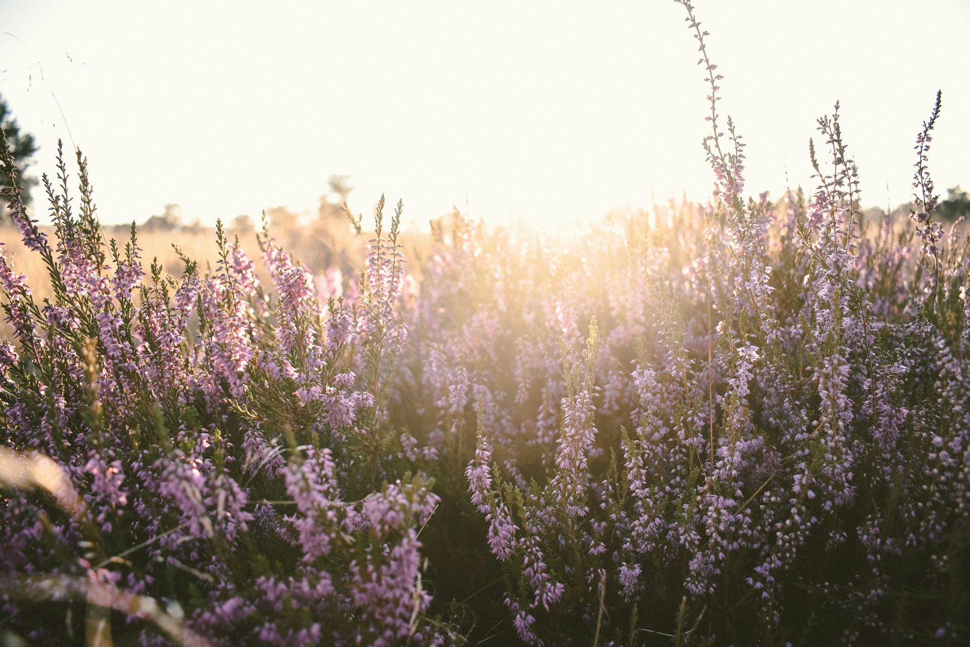 a field full of purple flowers with the sun shining in the background