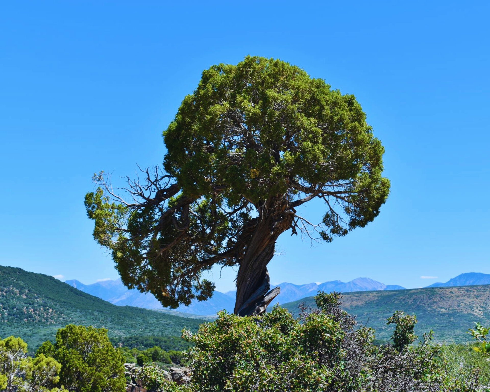 black and brown leather padded tub sofa