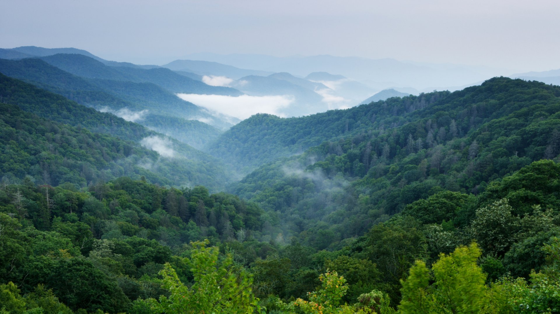 selective focus photo of green vine