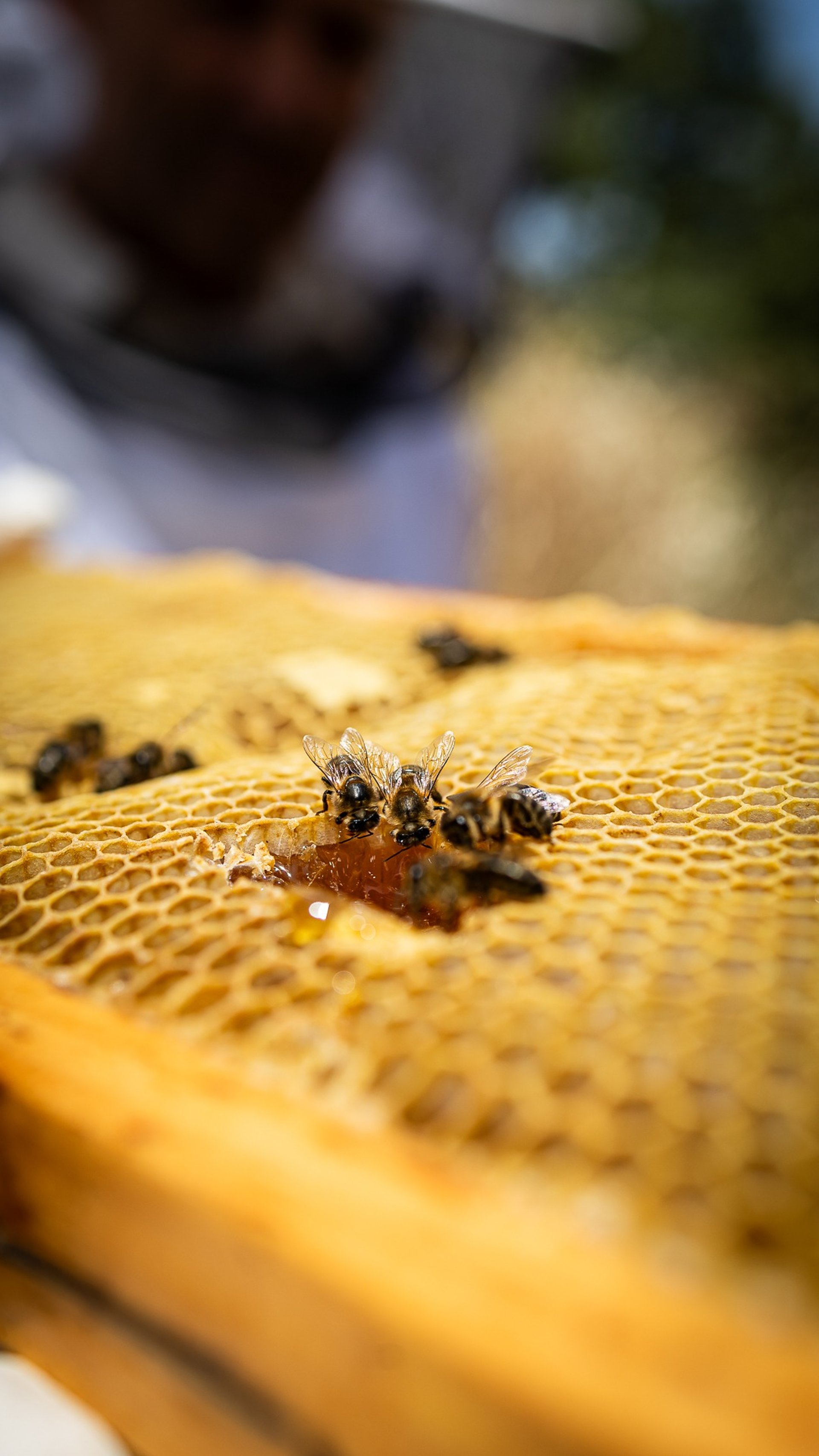 person removing a brown woooden artificial bee hive from a box