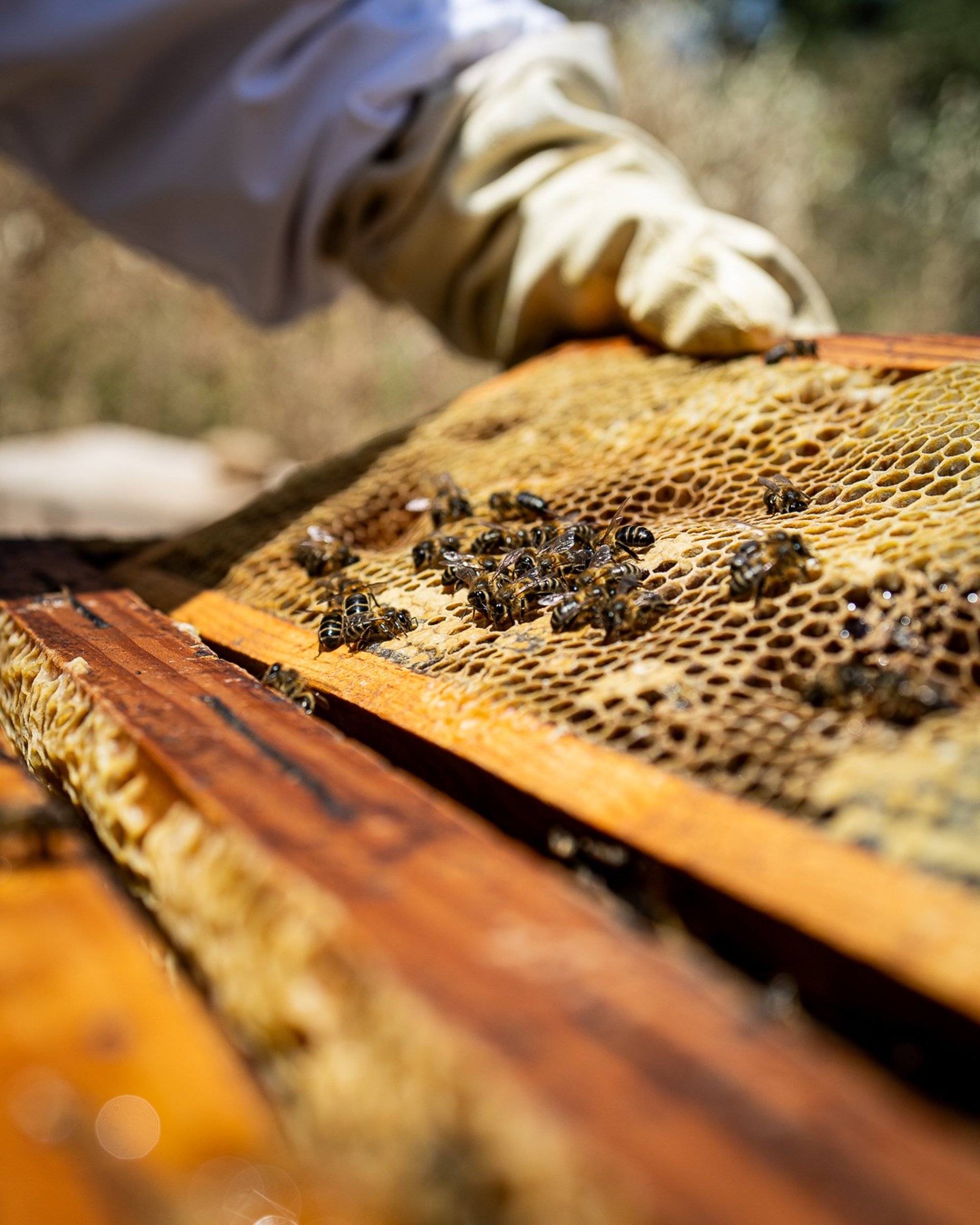 a beekeeper holding a frame full of bees