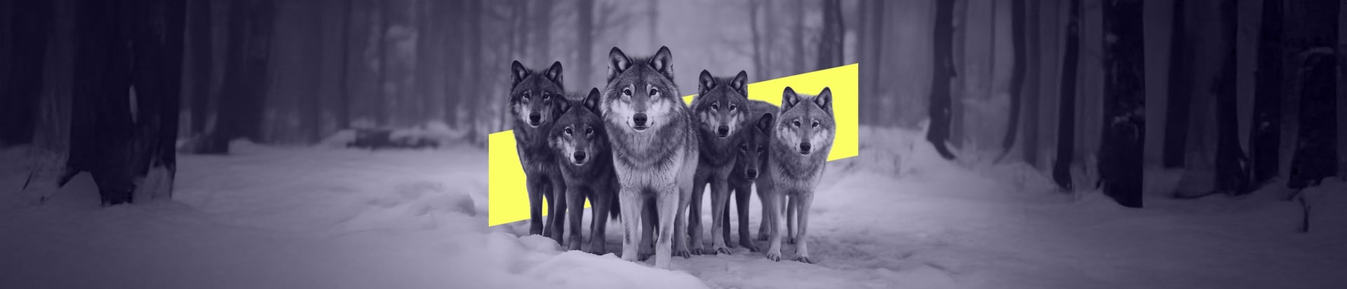 A pack of wolves stands alert in a snowy forest with a bright yellow shape behind them, symbolising strength in community and