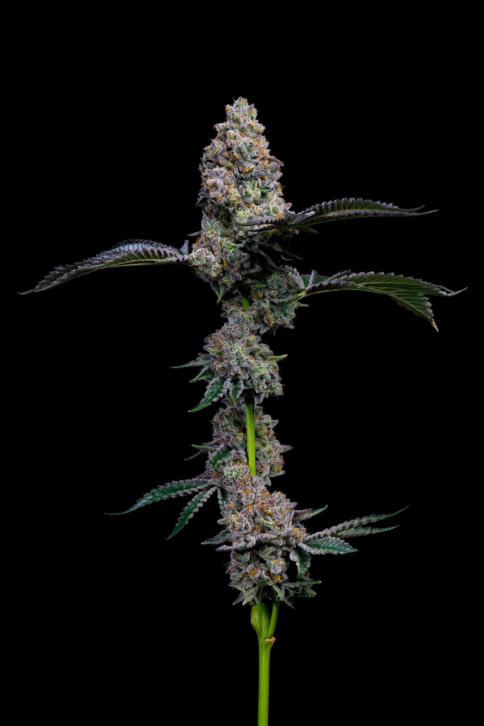 white flower in tilt shift lens