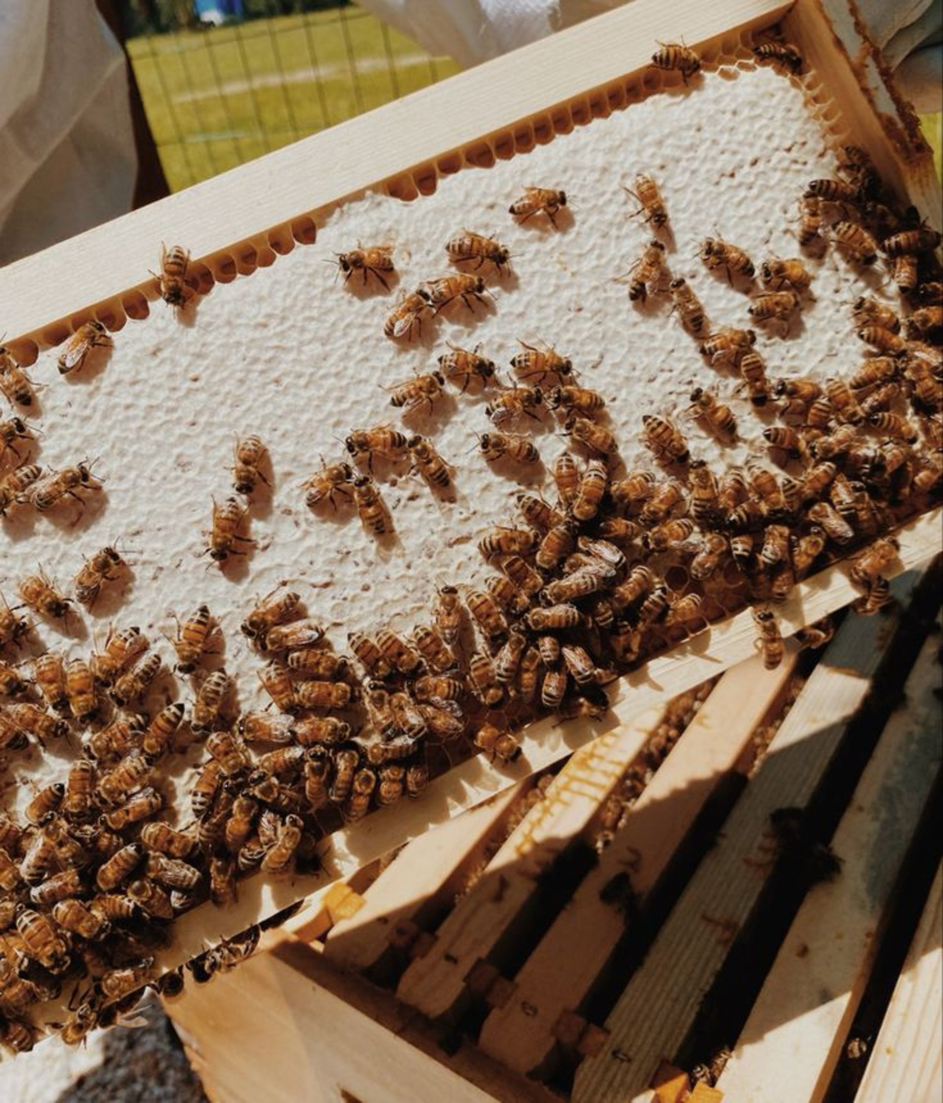 brown and black bee on brown wooden frame
