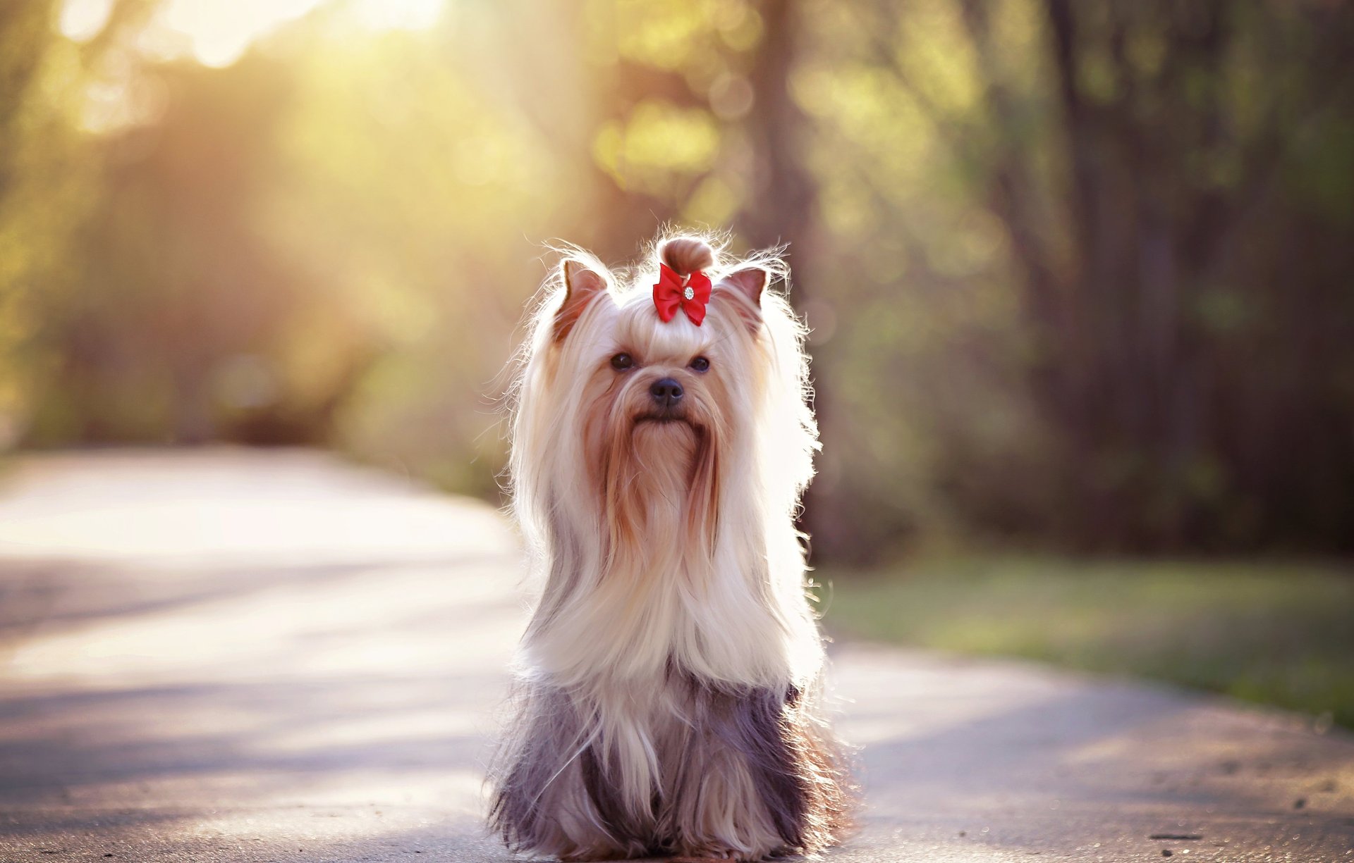 brown and white yorkshire terrier puppy