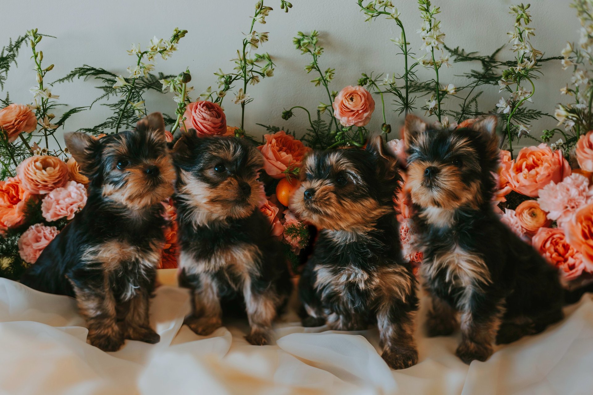 brown and white yorkshire terrier puppy