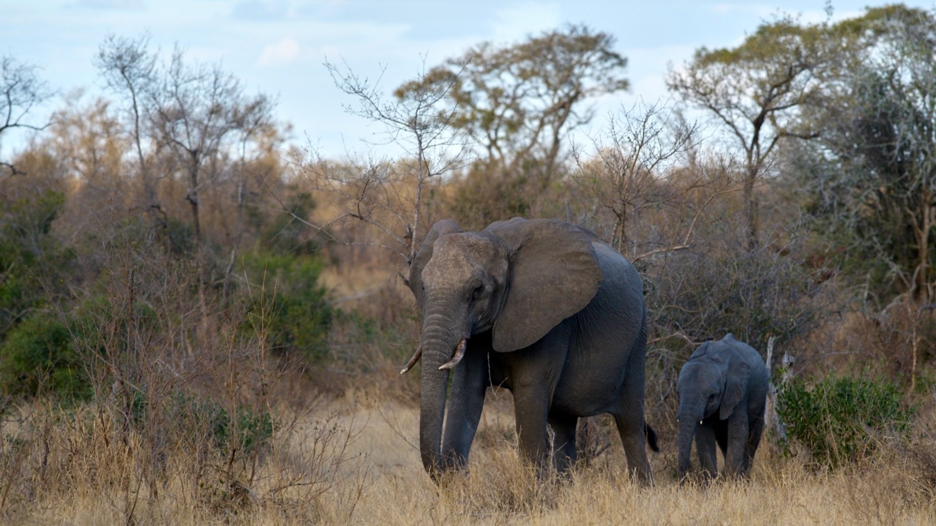 Elephant walking with her youngster across in front of the vehicle