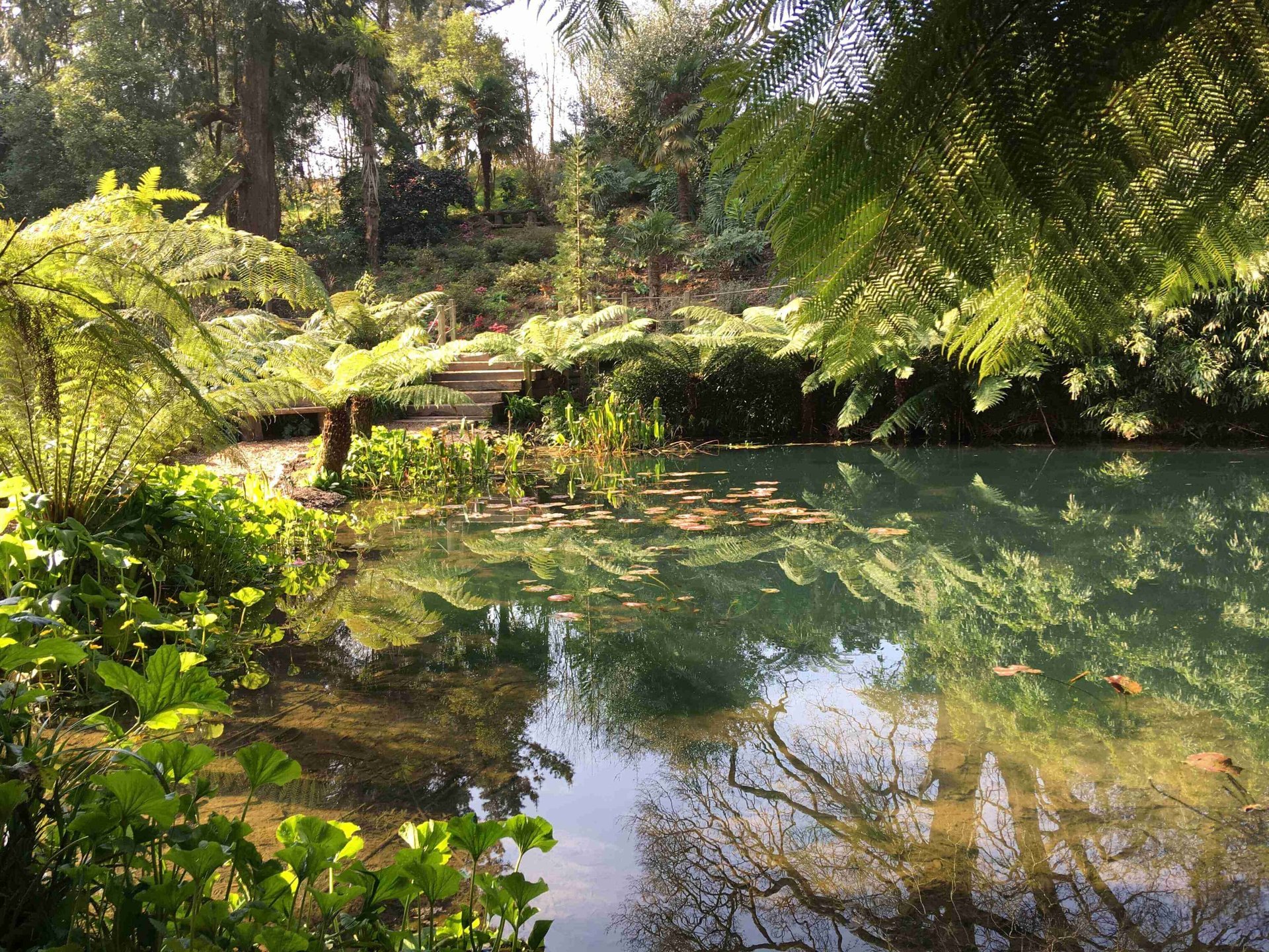 Pond at Heligan Gardens, Pentewan, St Austell, Cornwall