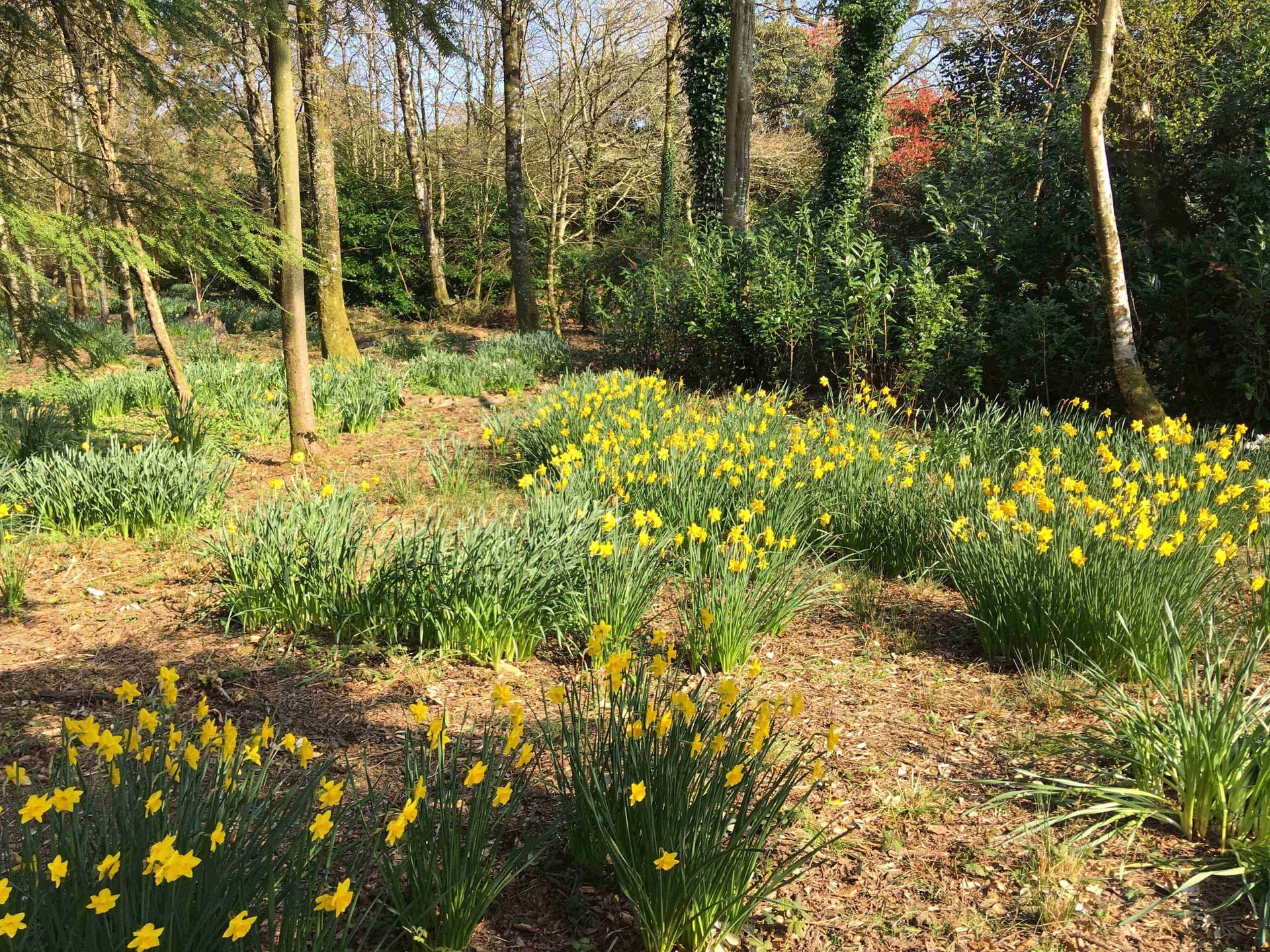 Yellow flowers at Heligan Gardens, Pentewan, St Austell, Cornwall