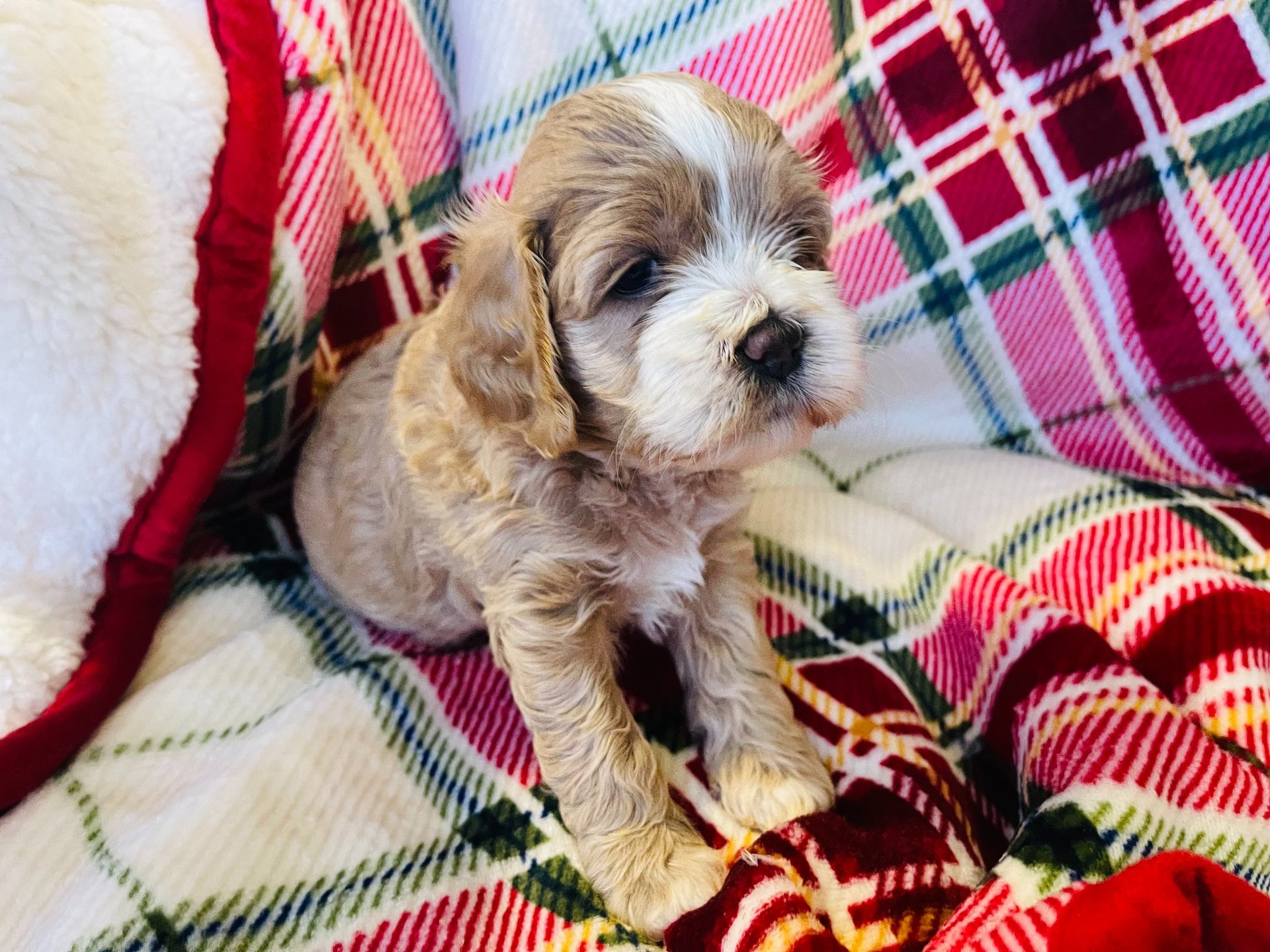 black and brown leather padded tub sofa